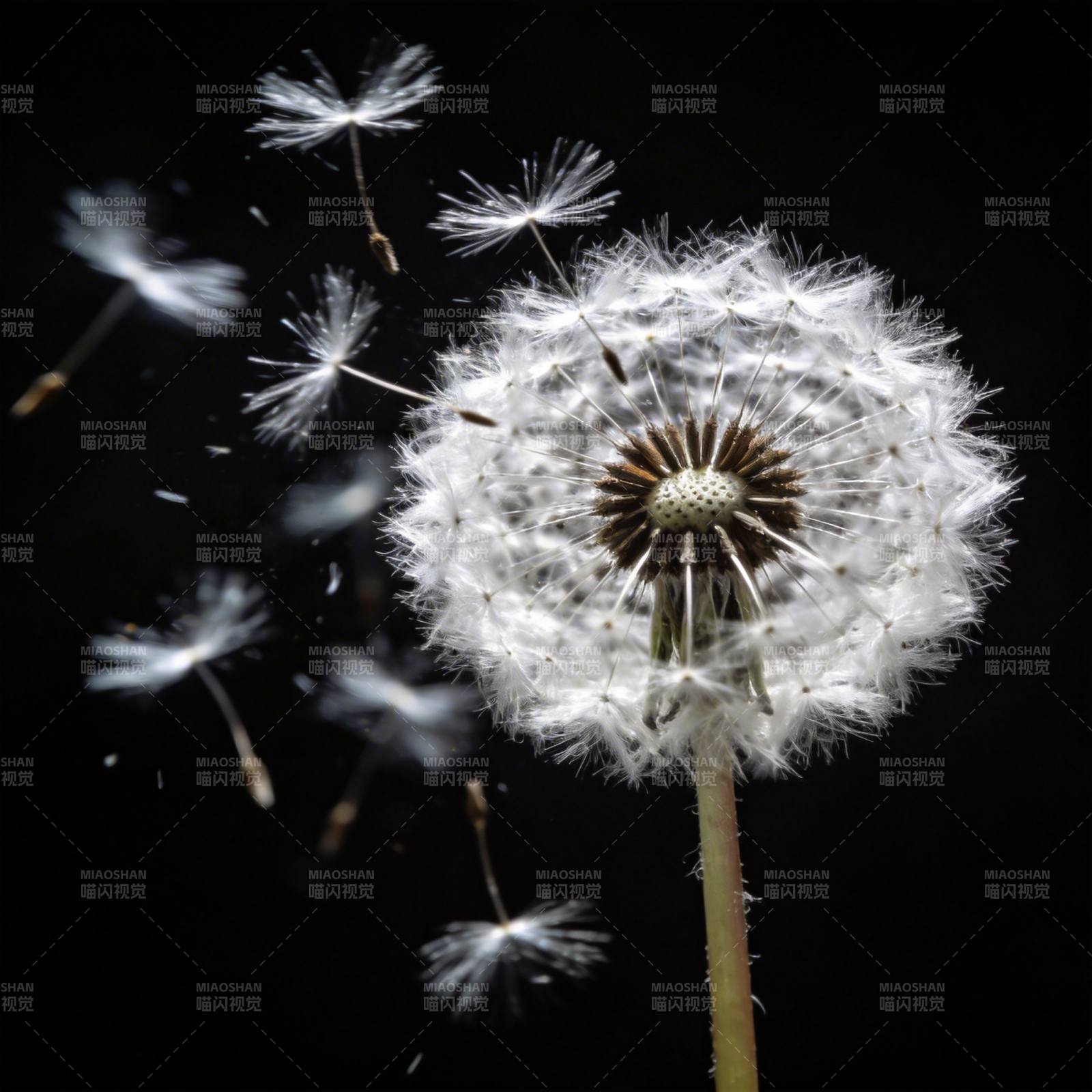 蒲公英飘散图片