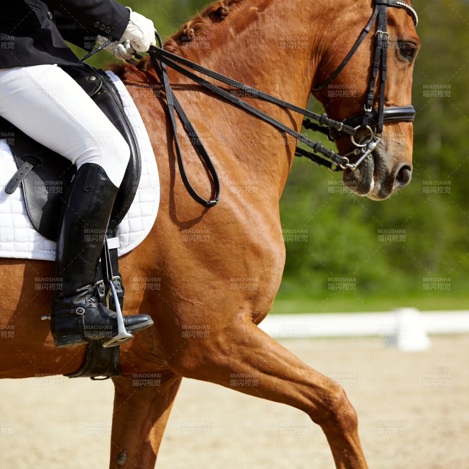 马术优雅瞬间图片