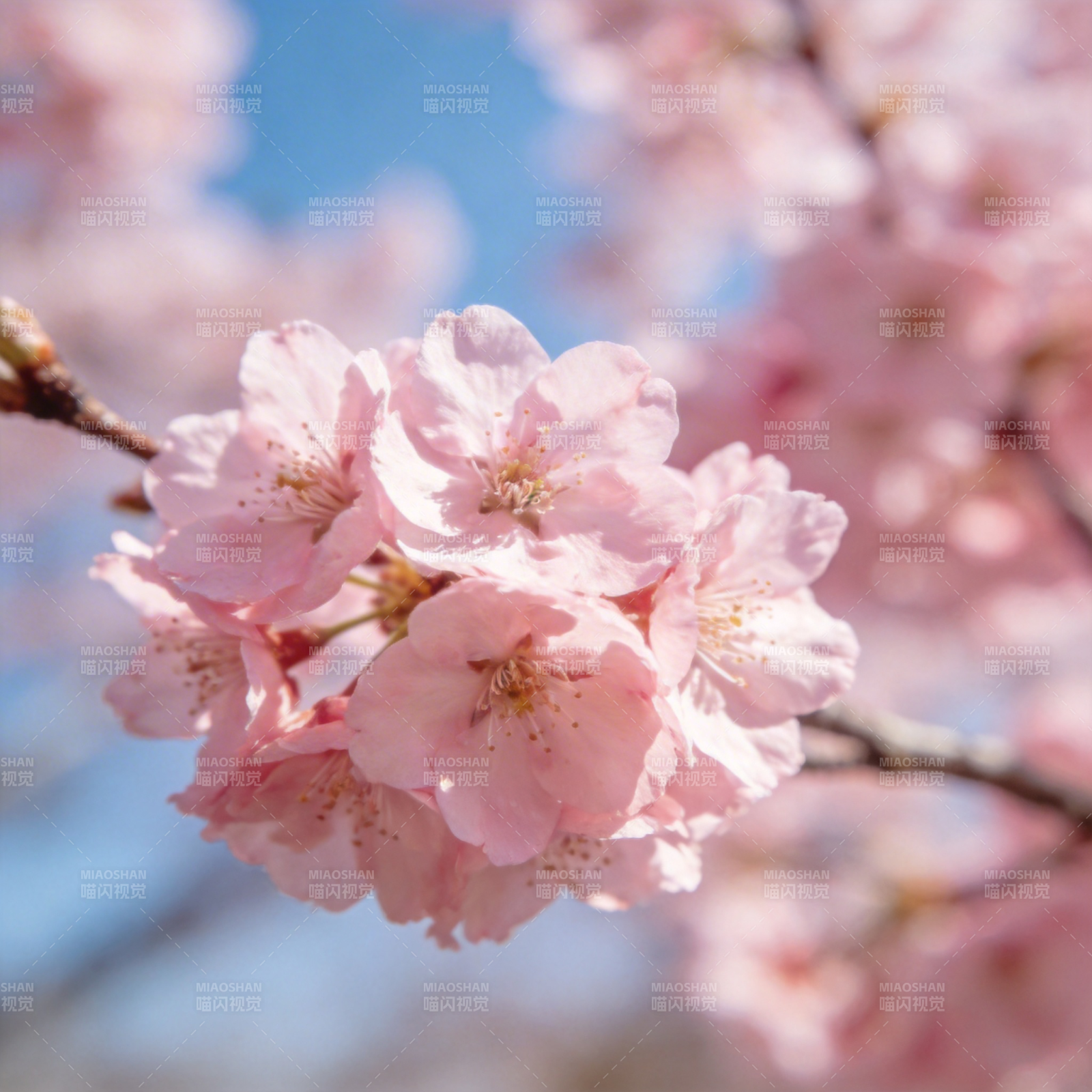 樱花绽放春意浓图片