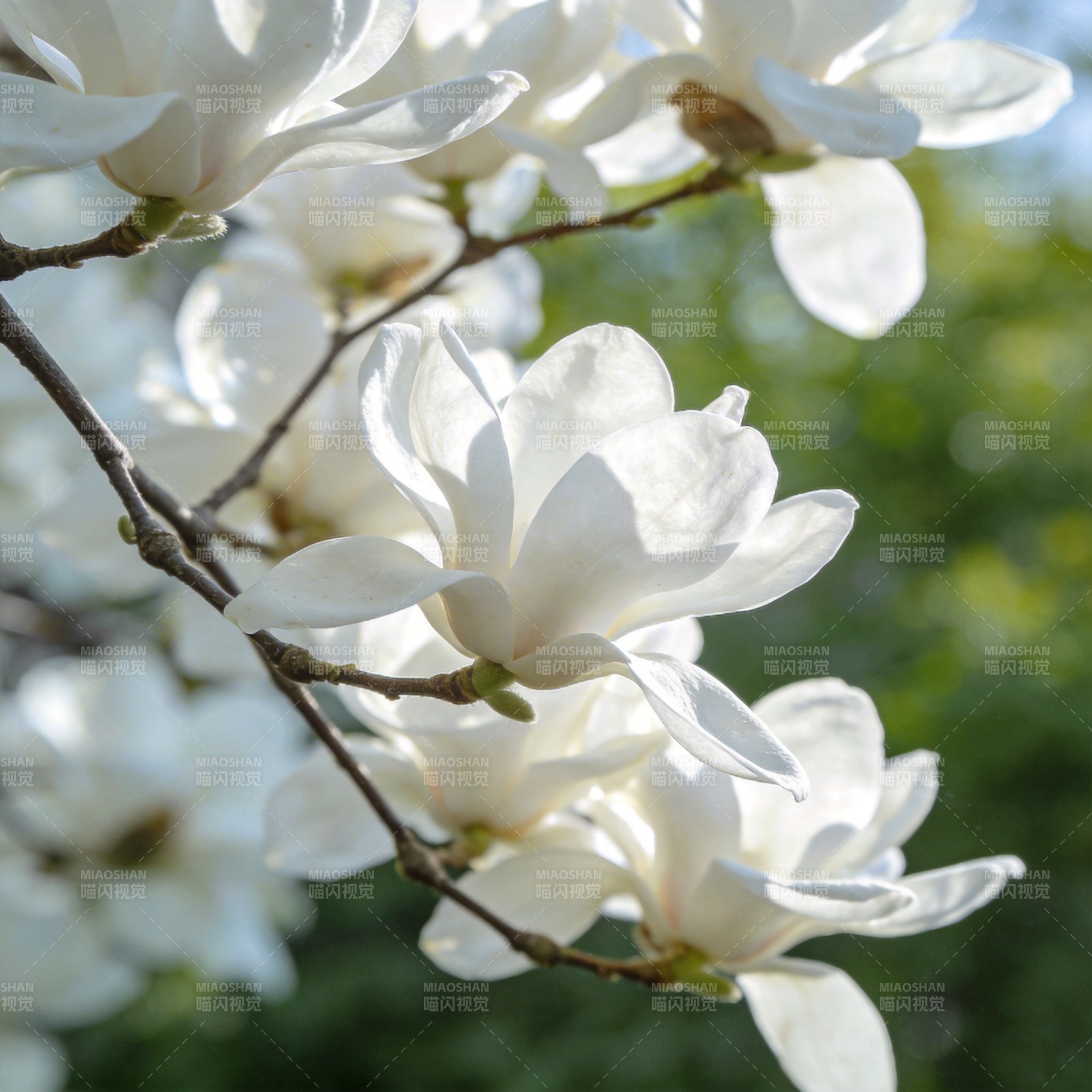 玉兰花绽放图片