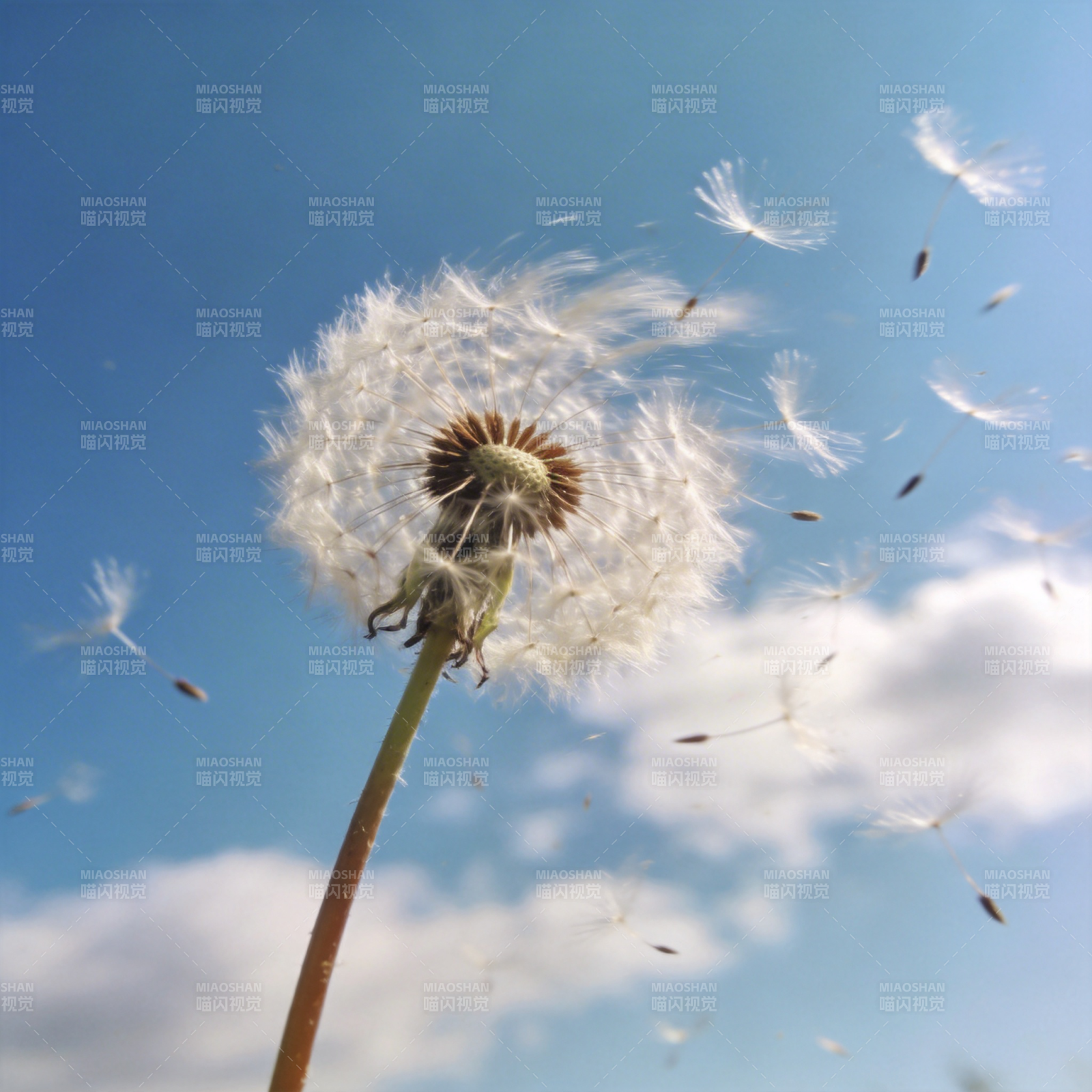 蒲公英飘飞图片