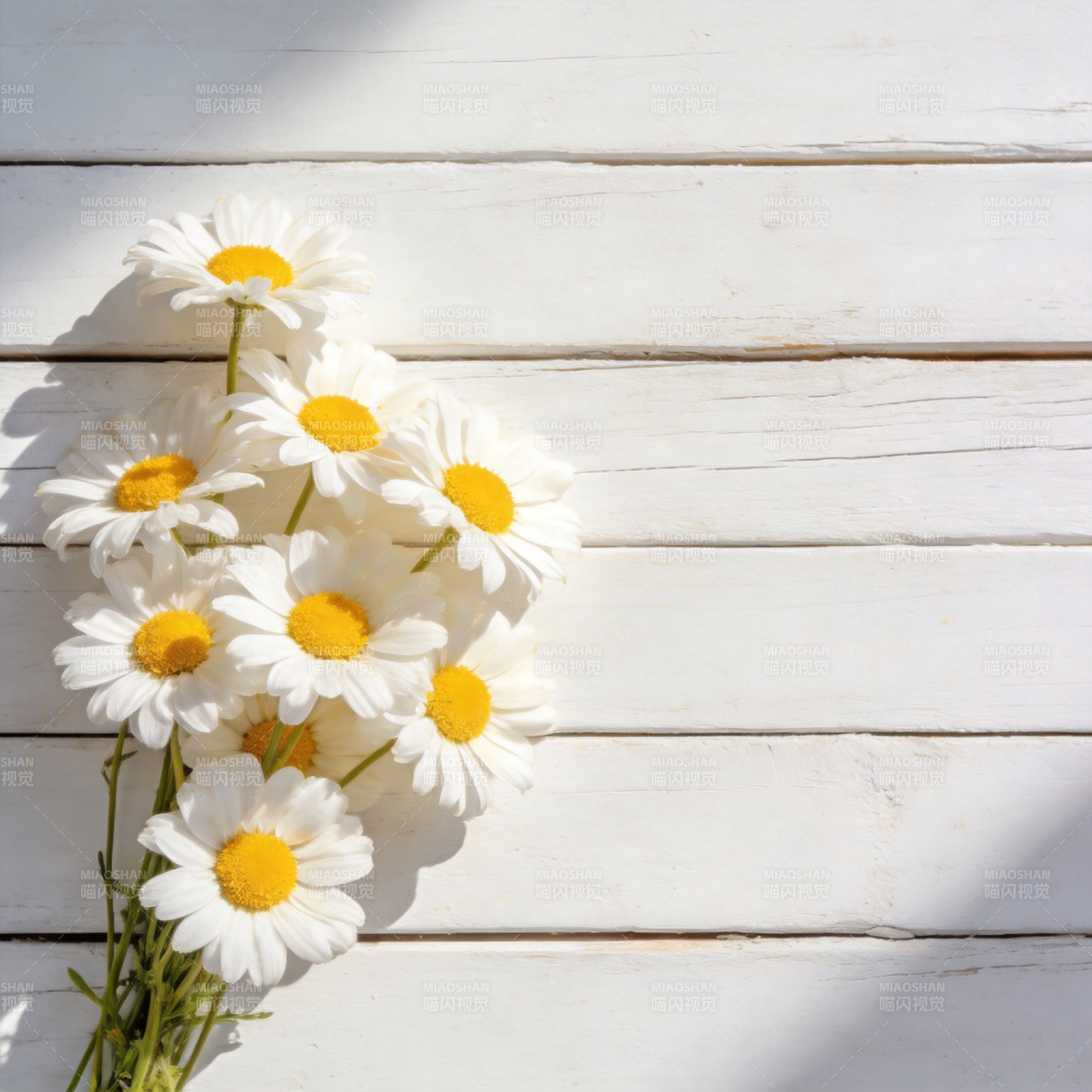 雏菊静谧时光图片