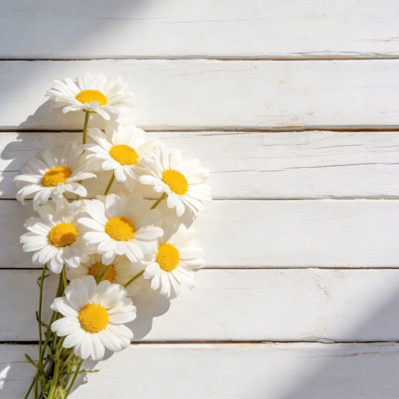 雏菊静谧时光图片