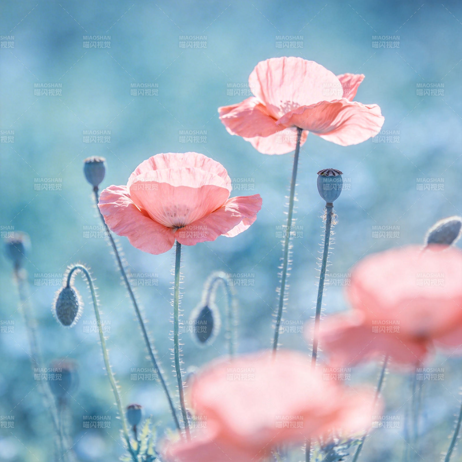 粉红罂粟花绽放图片