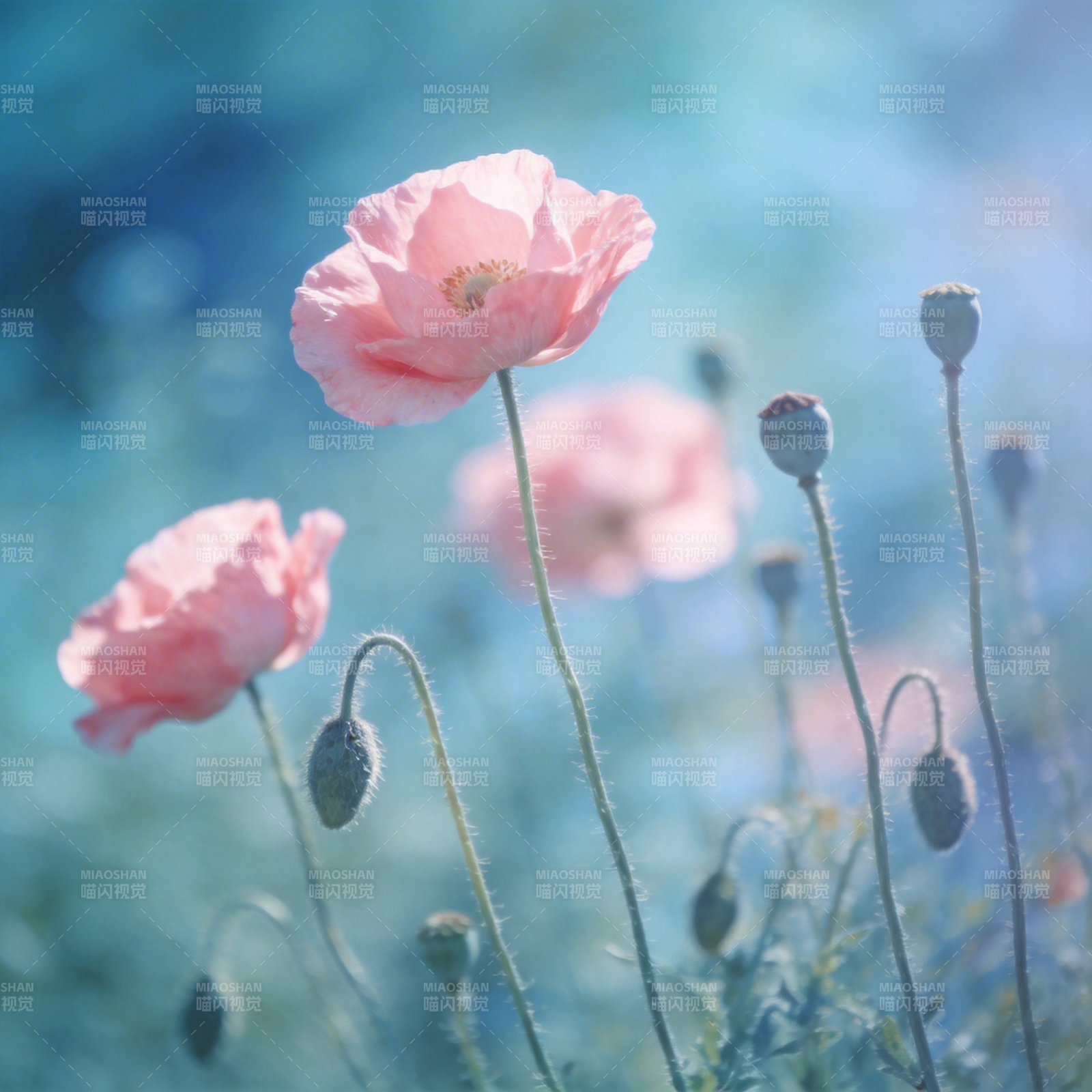 粉红罂粟花海图片