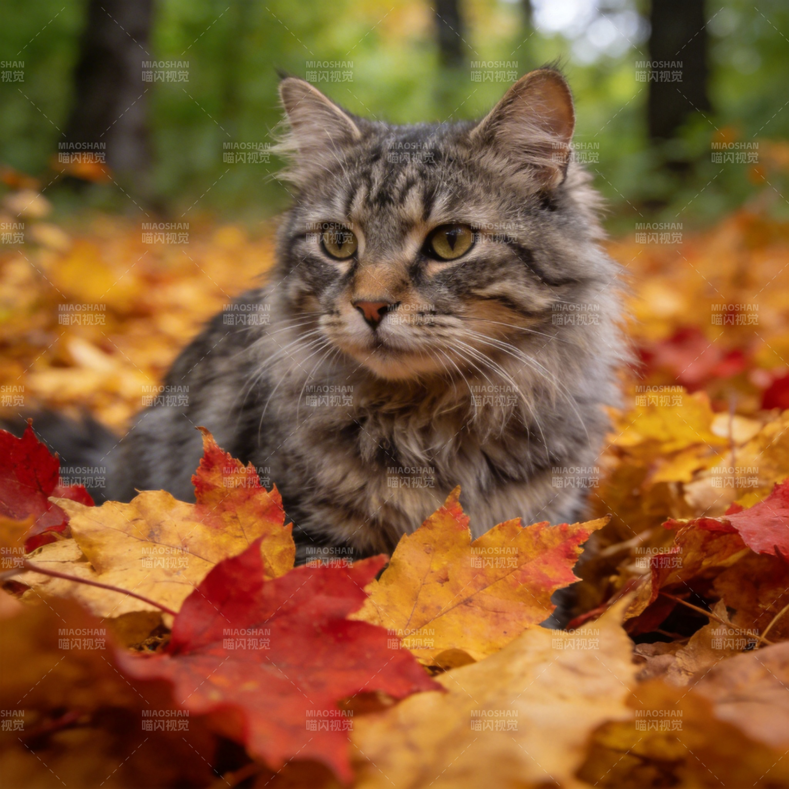 秋叶中的猫咪图片