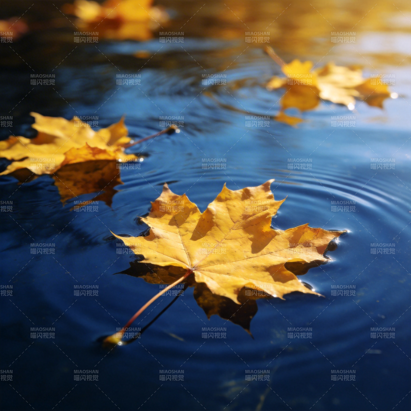 秋叶浮水图片
