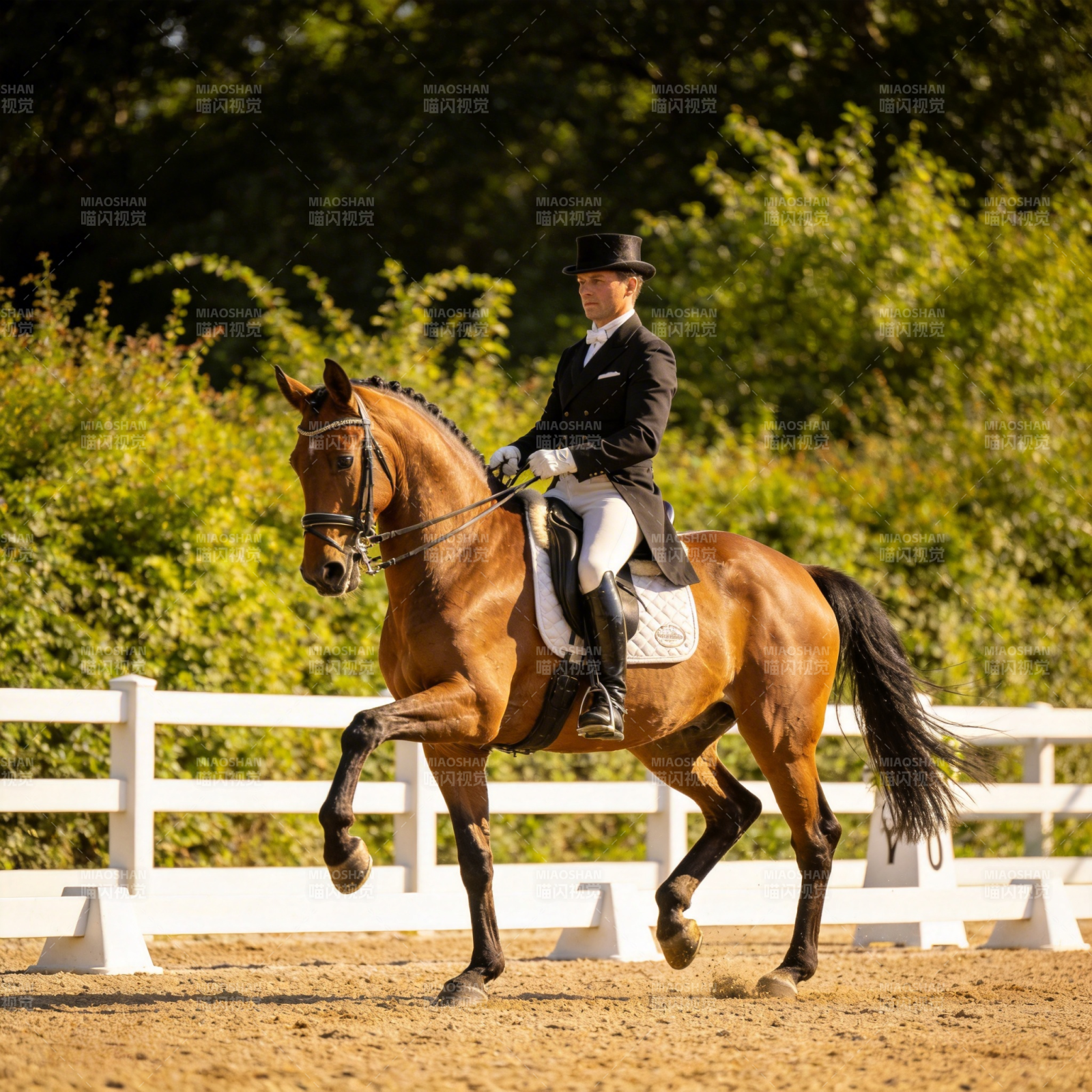 马术优雅瞬间图片