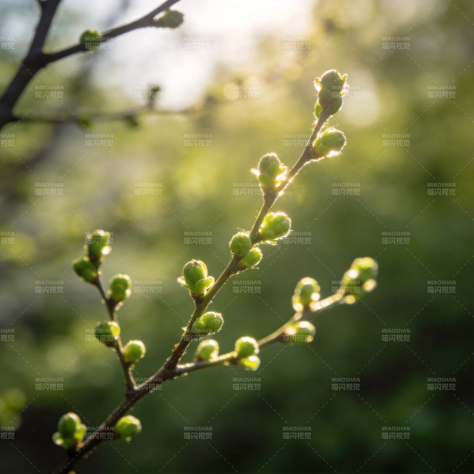 春芽初绽图片