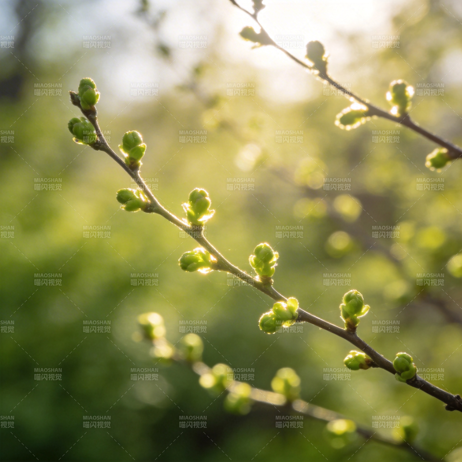 春芽初绽图片