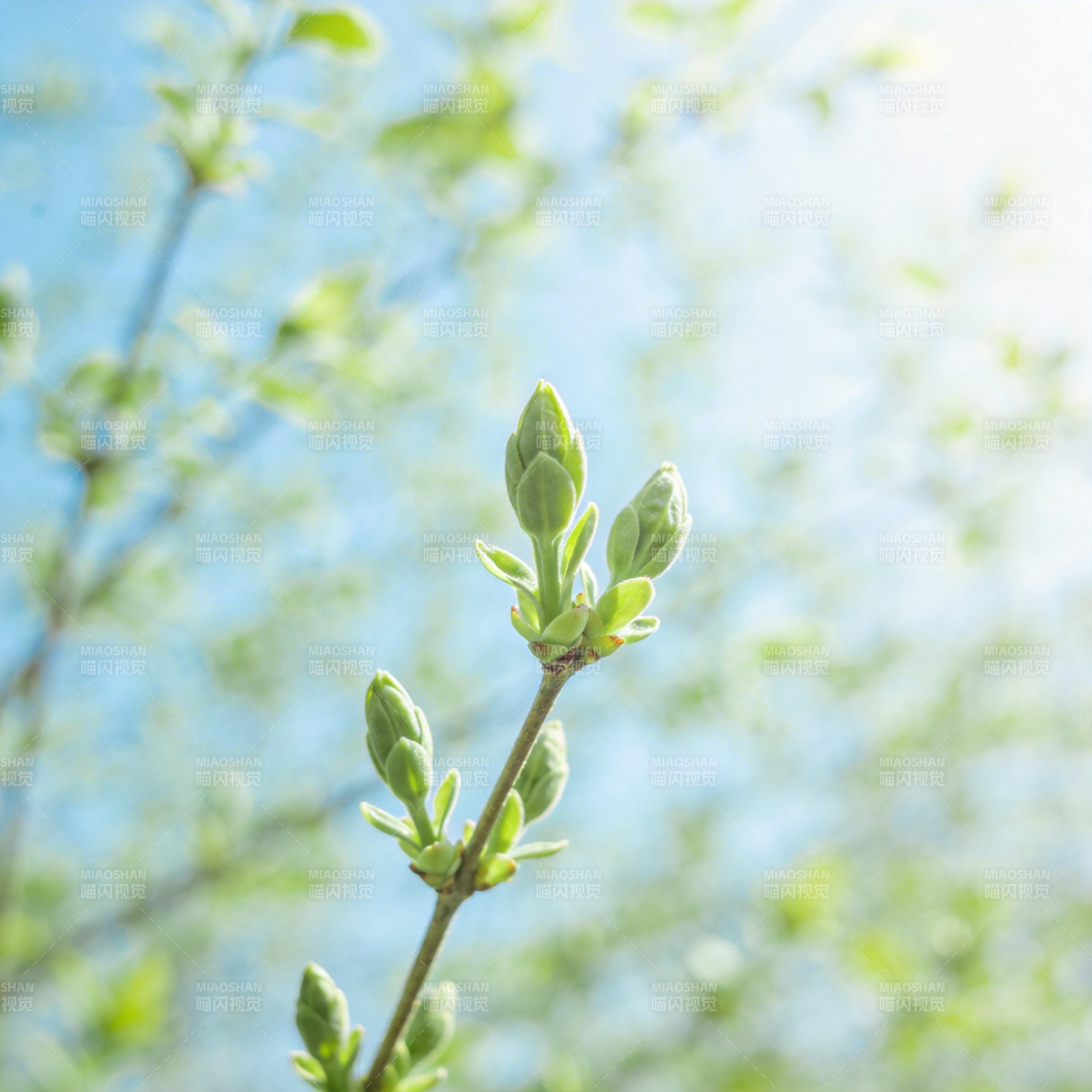 春芽初绽图片