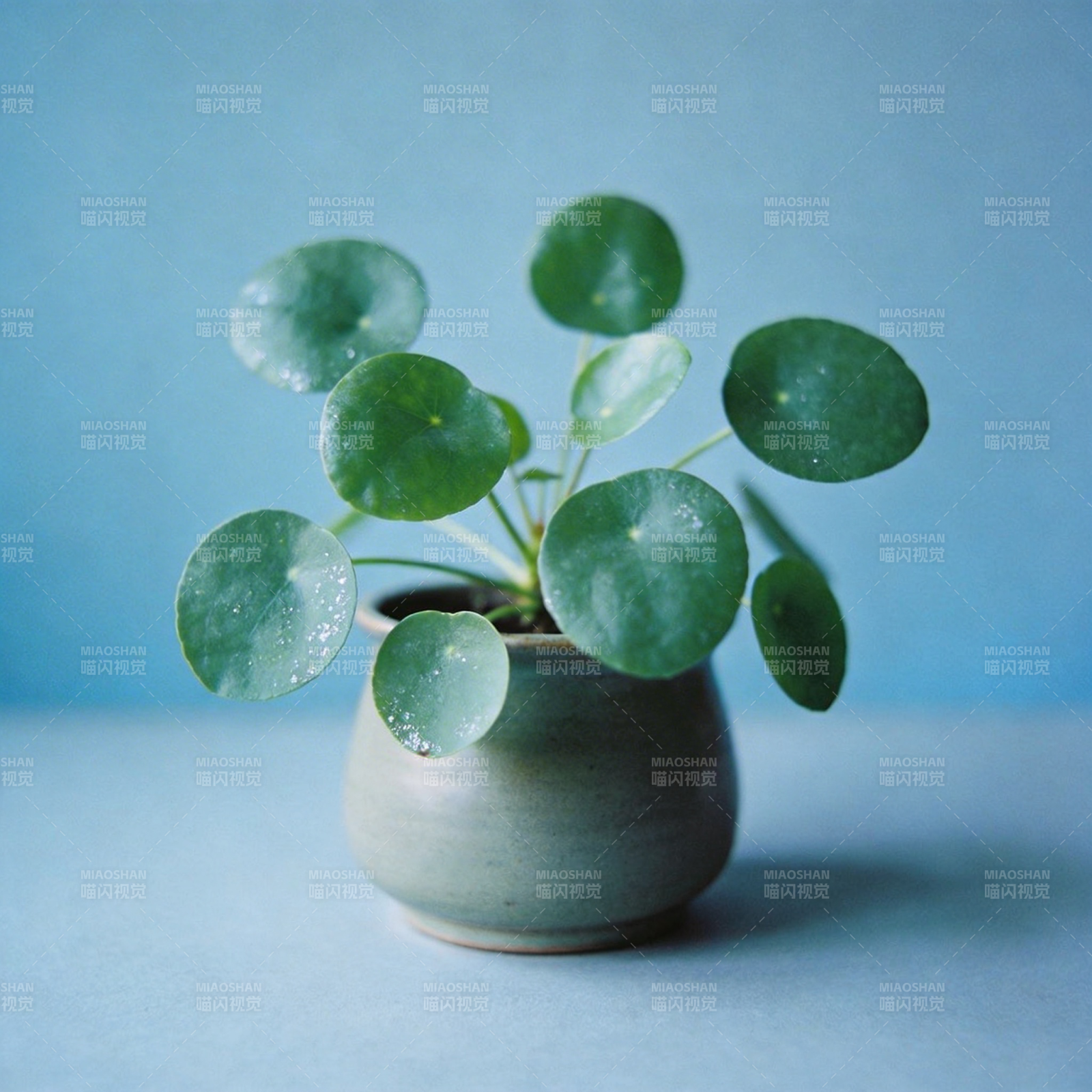 绿叶盆栽静谧美图片