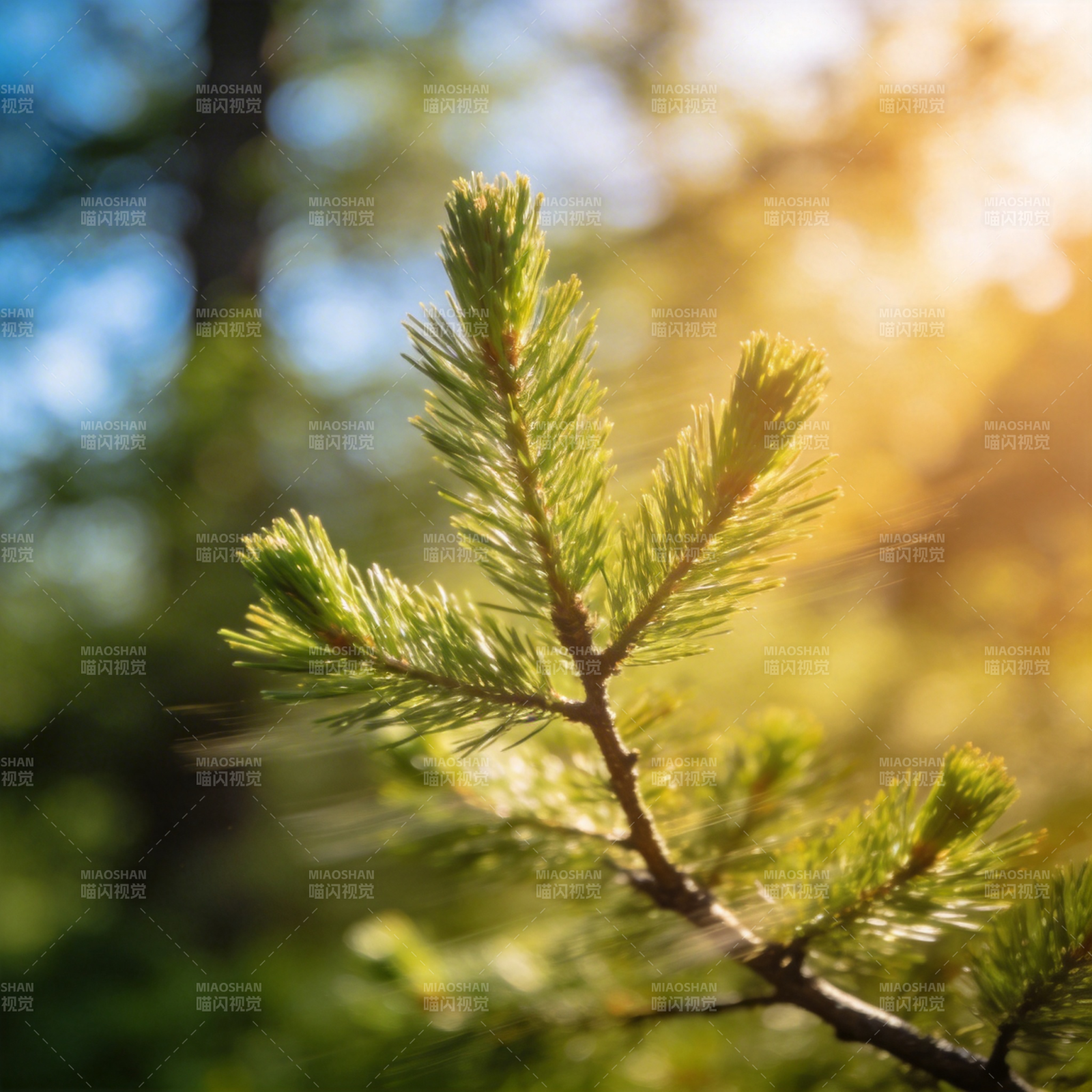 松枝迎光图片