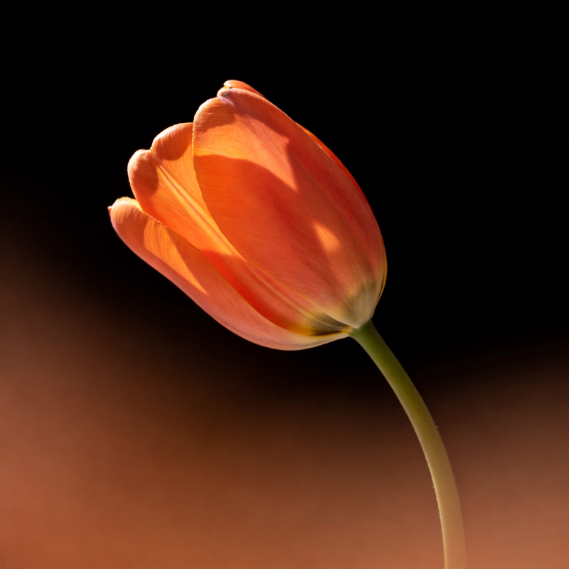 橙色郁金香绽放图片