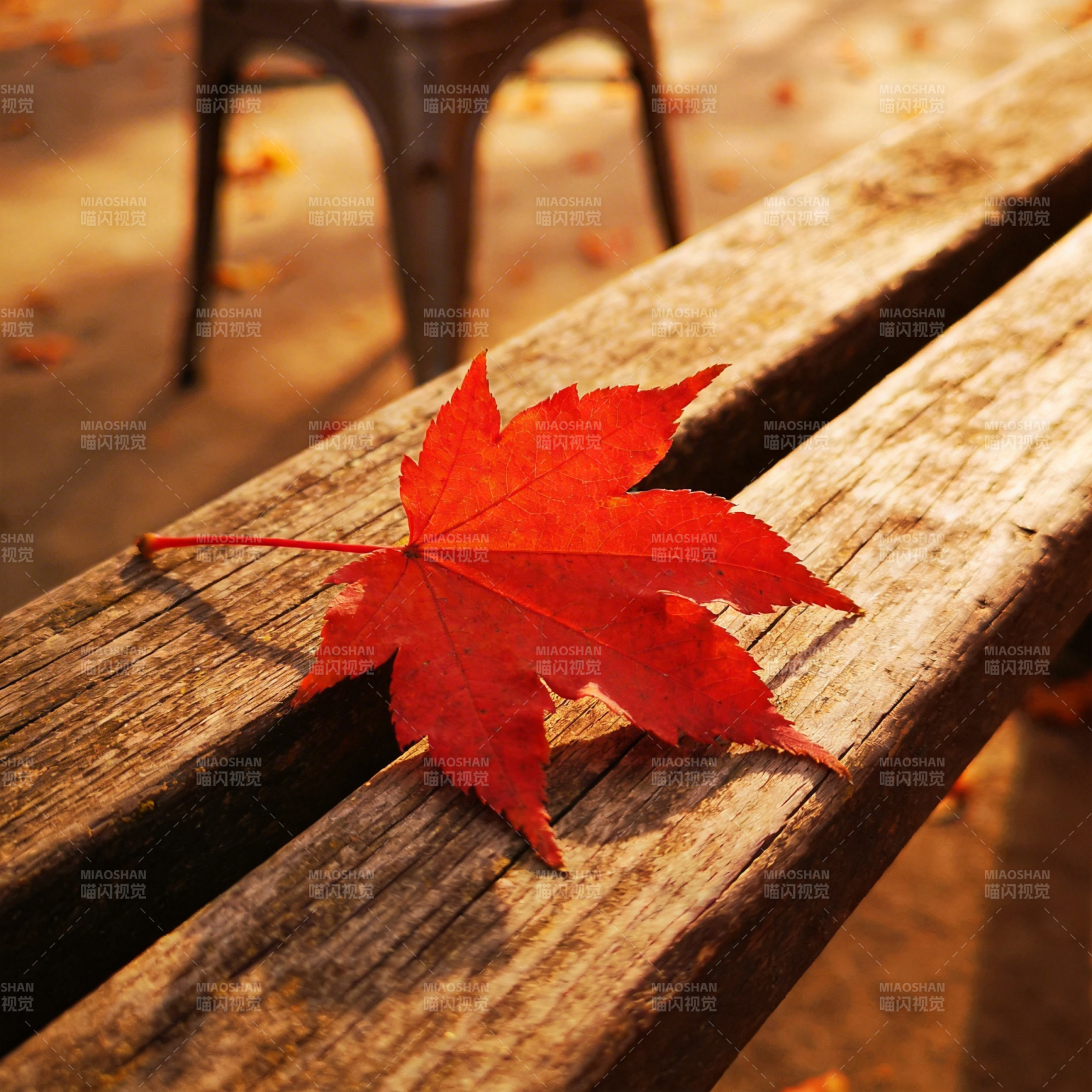 秋叶静卧木椅图片