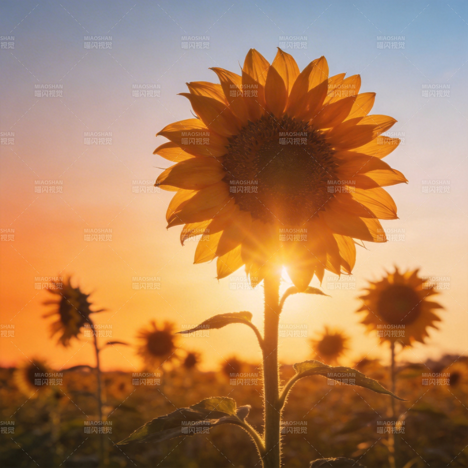 向日葵迎朝阳图片