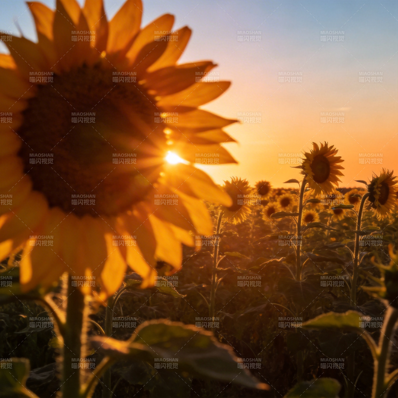 向日葵与夕阳图片