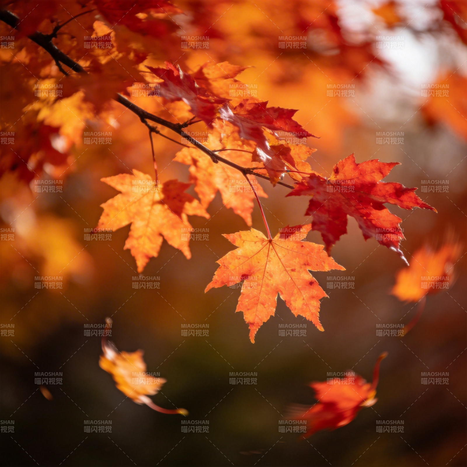 秋叶飘落图片
