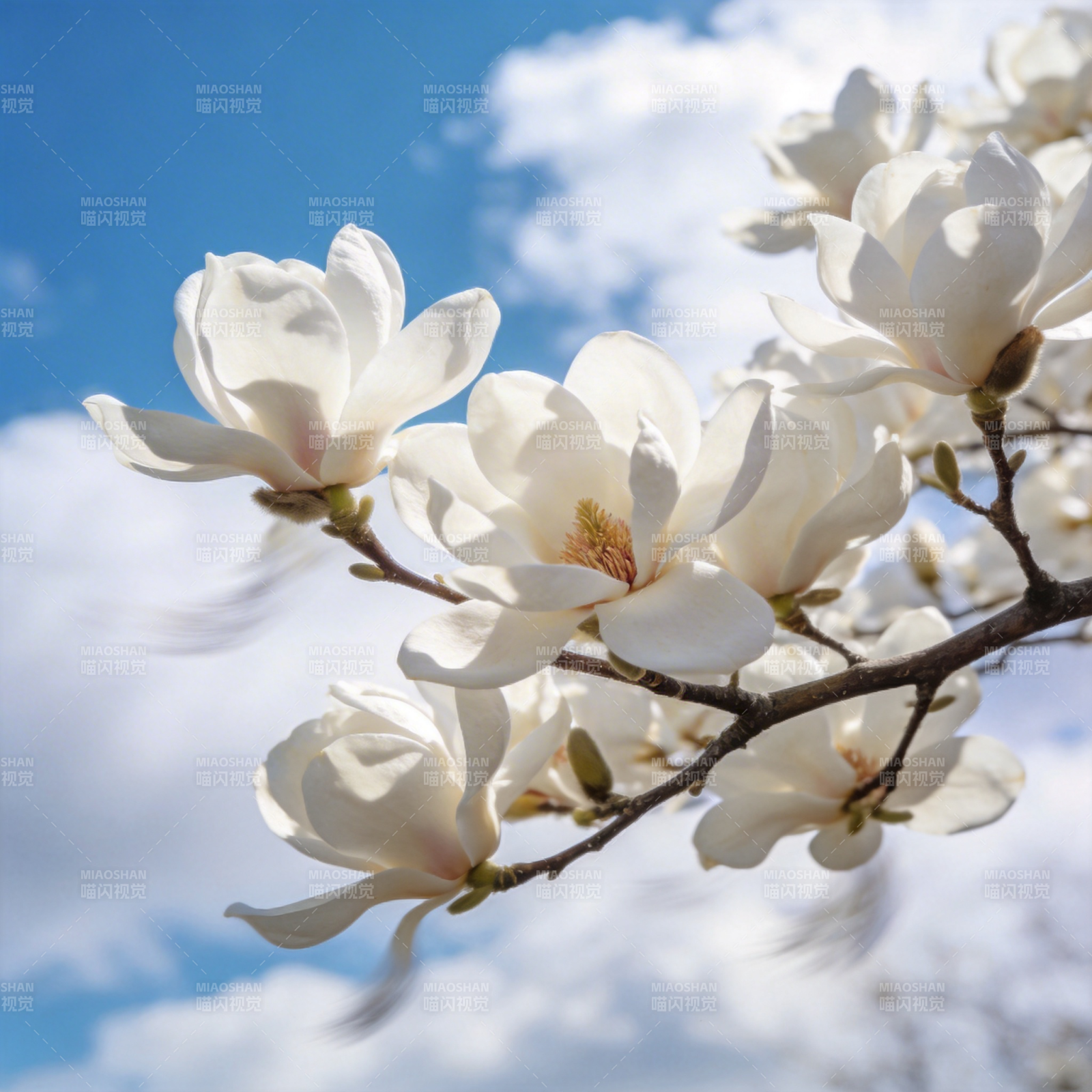 玉兰花开 春意盎然图片