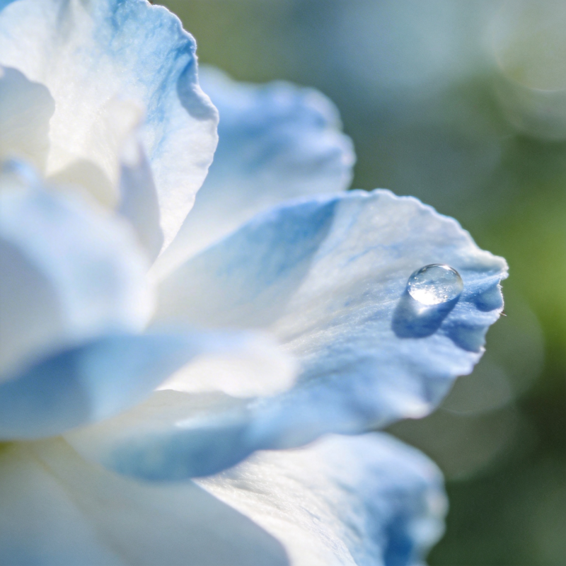 蓝花上的露珠图片