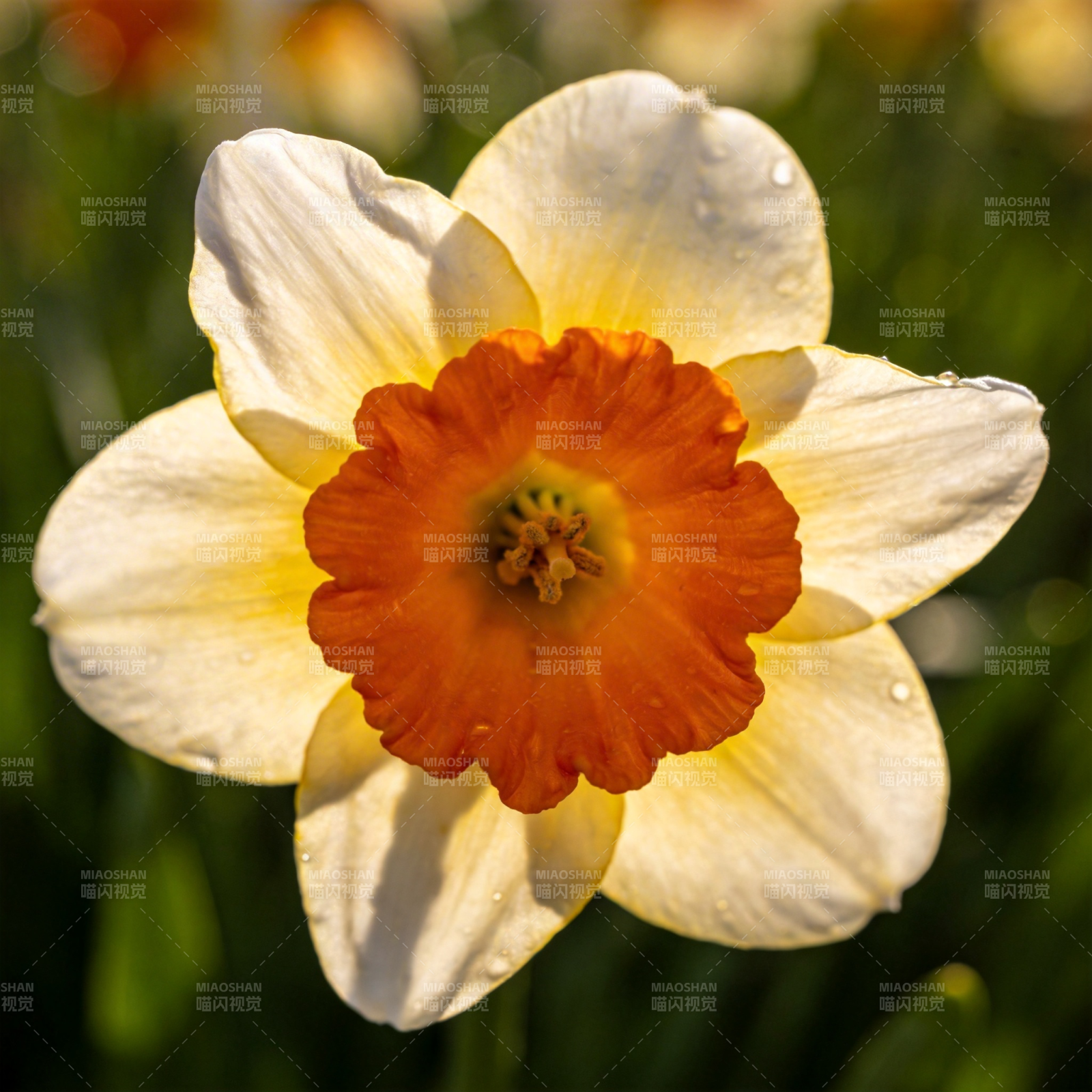 橙心黄瓣花绽放图片