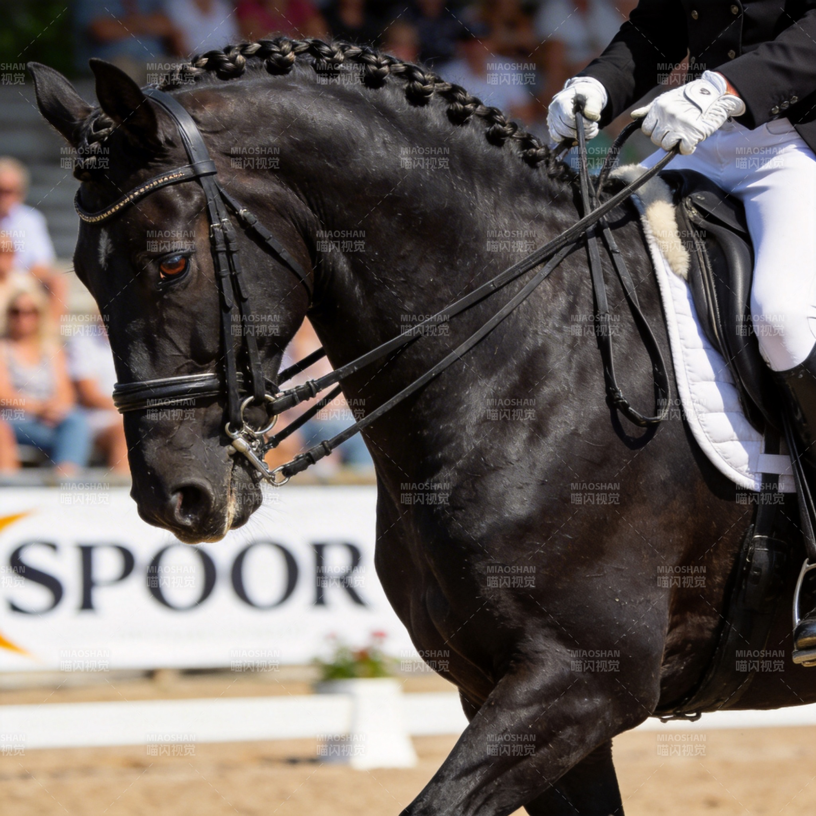 盛装舞步赛马图片
