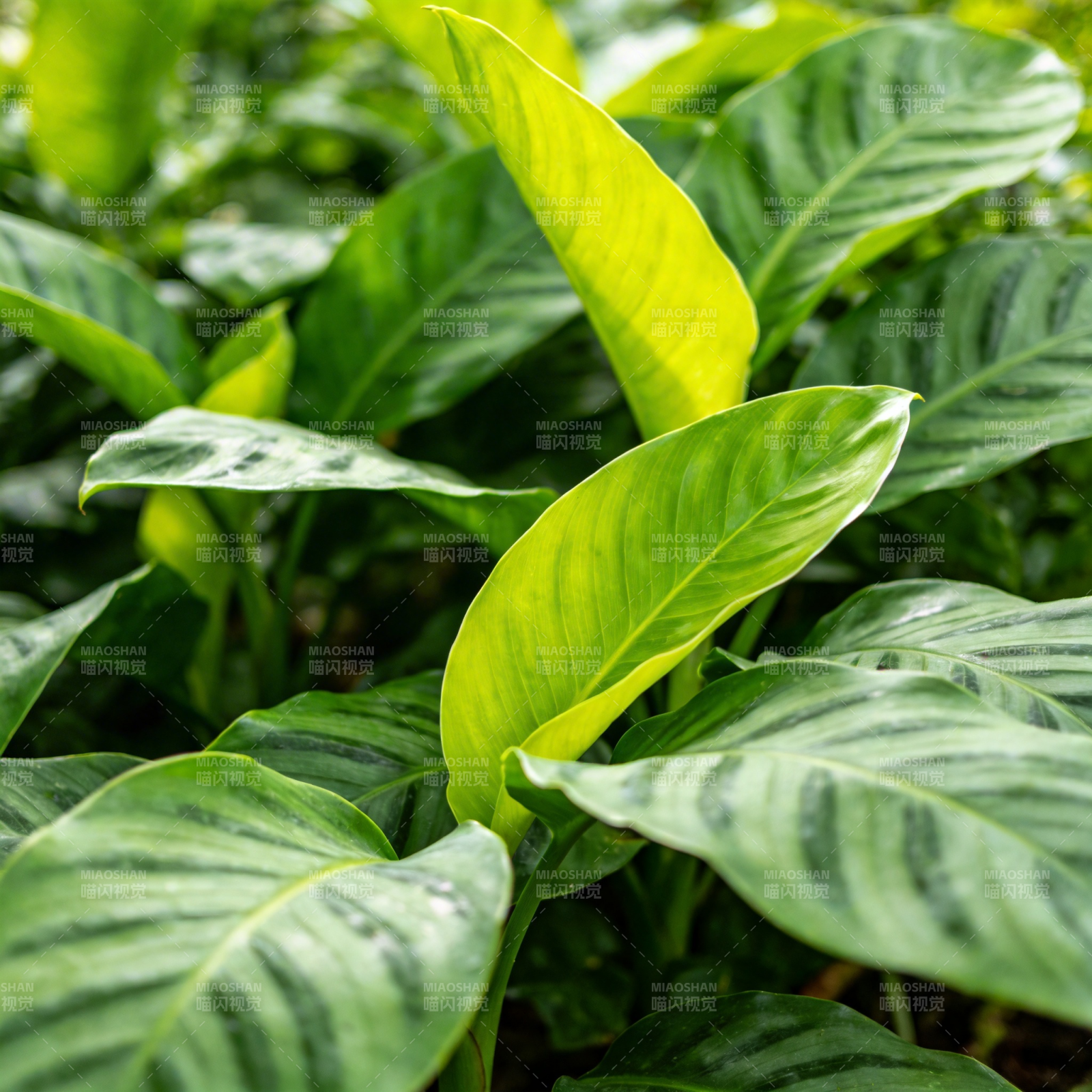 绿叶生机盎然图片