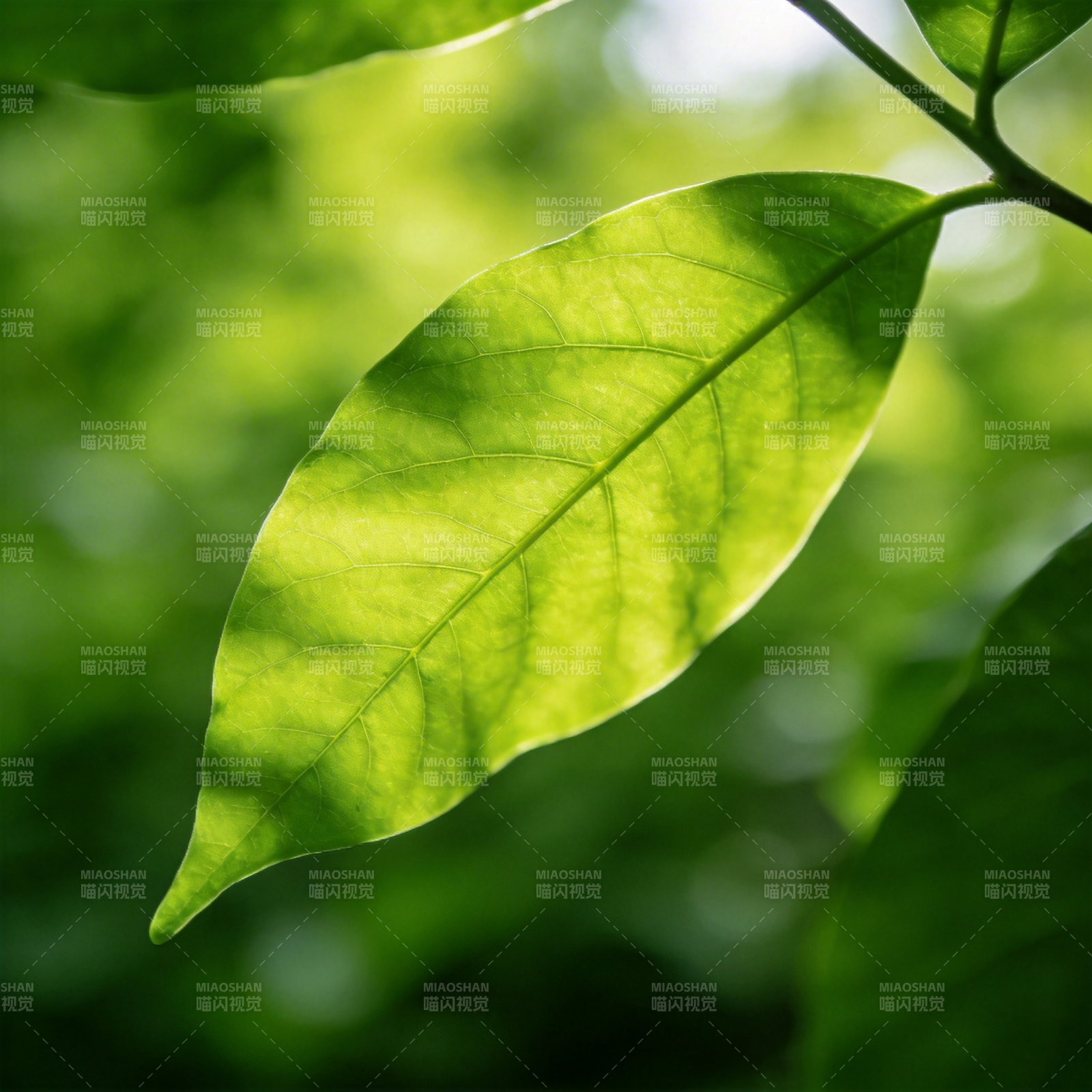 绿叶光影图片