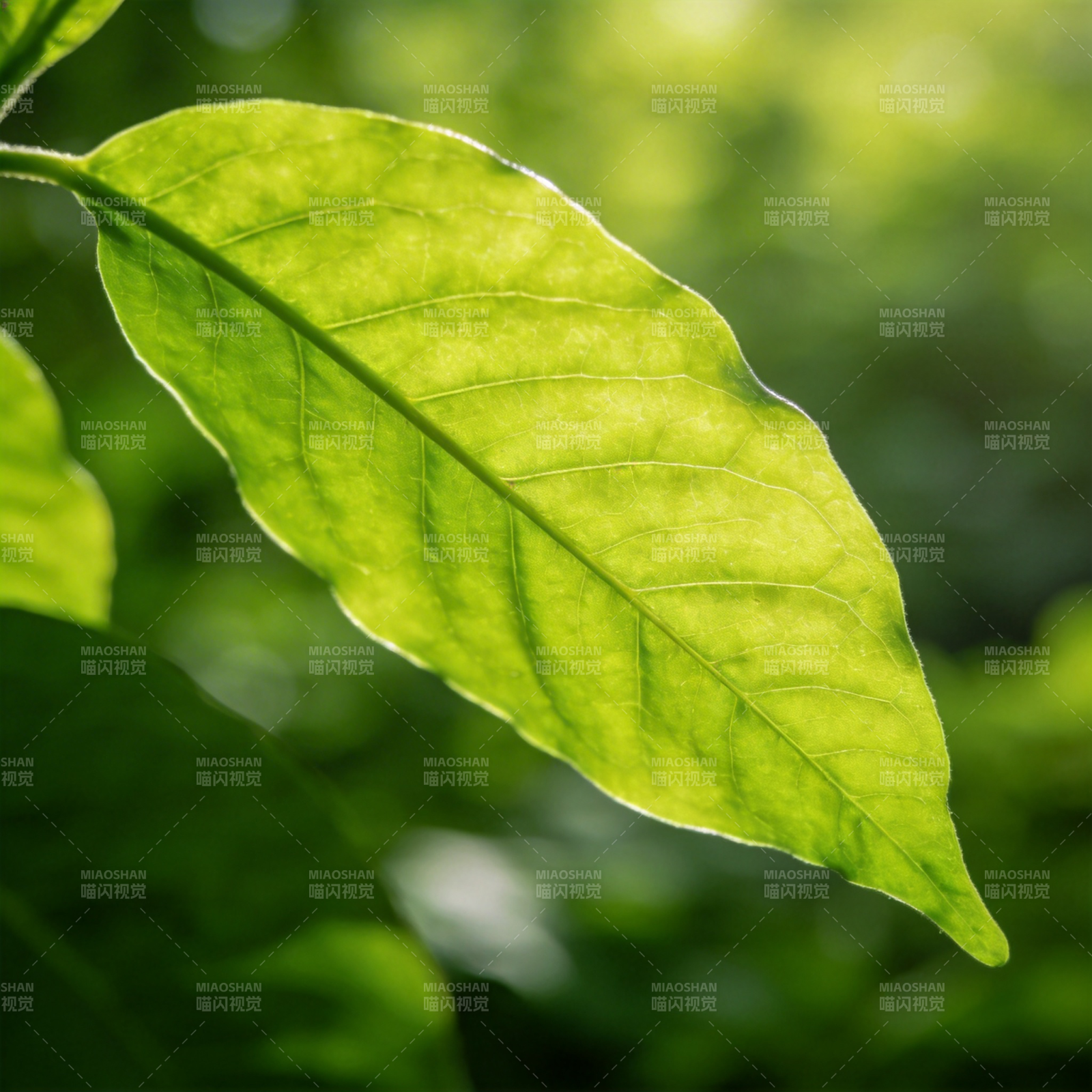 绿叶生机盎然图片