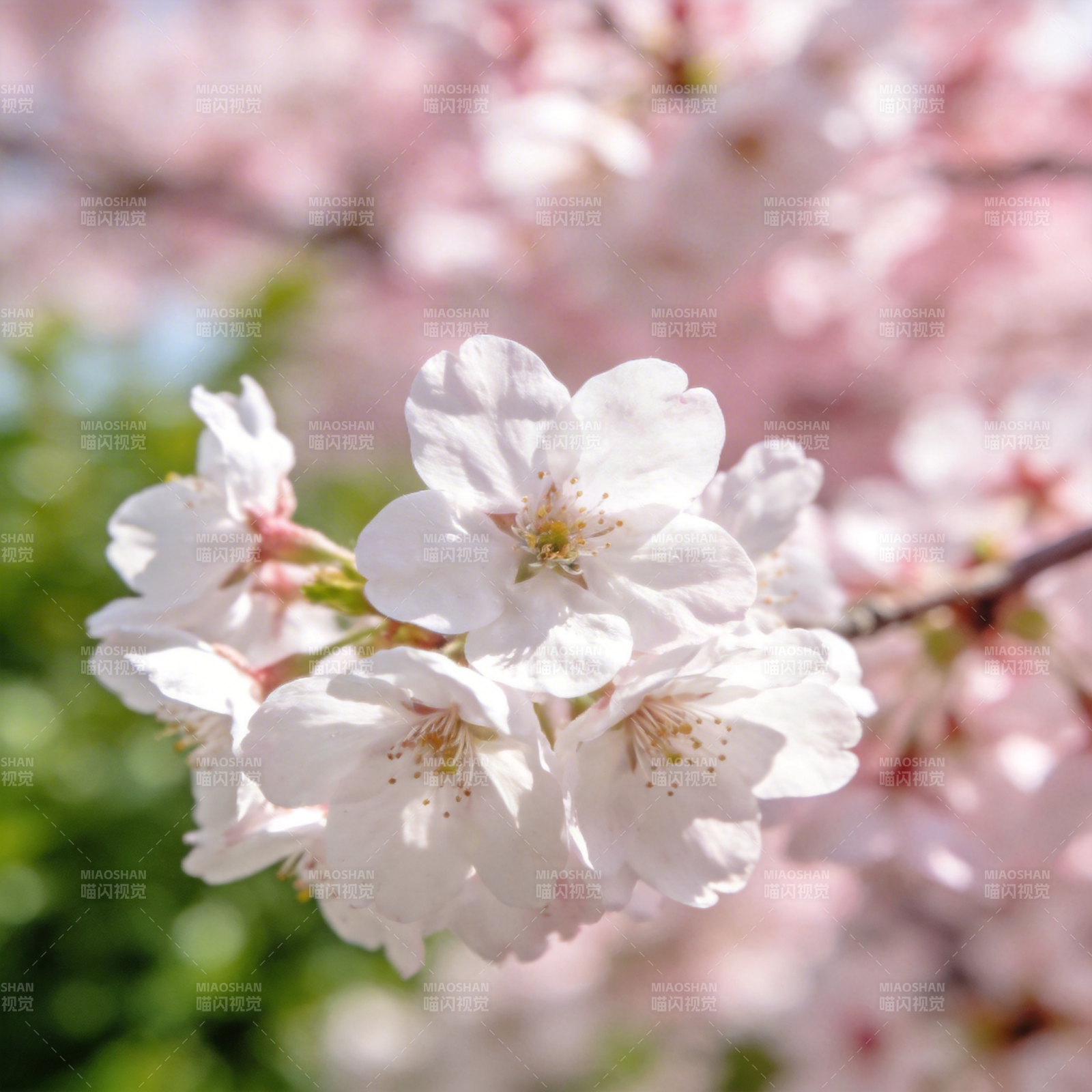 樱花绽放春意浓图片