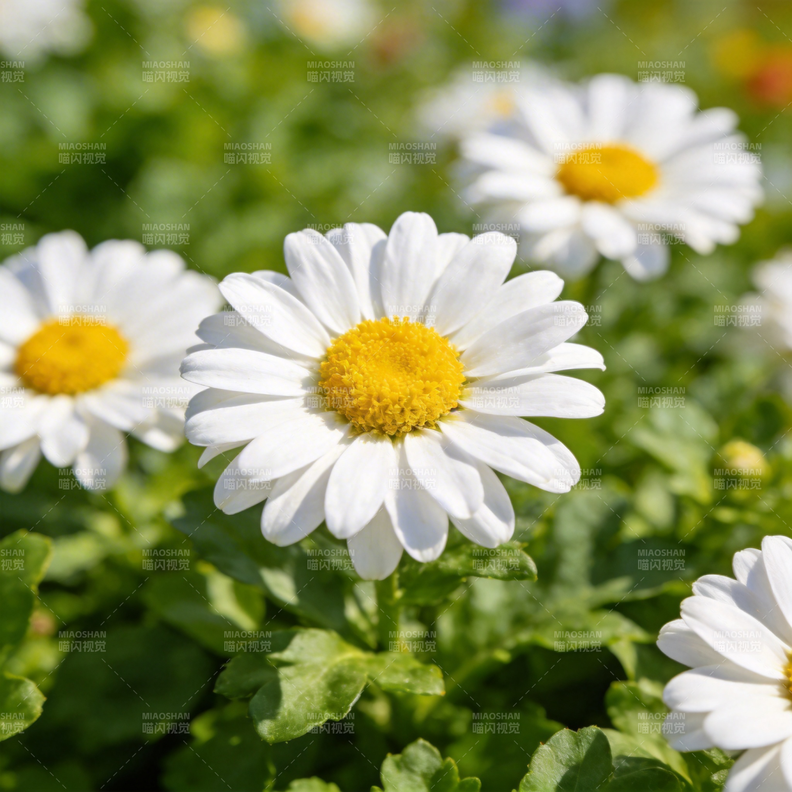 雏菊绽放图片