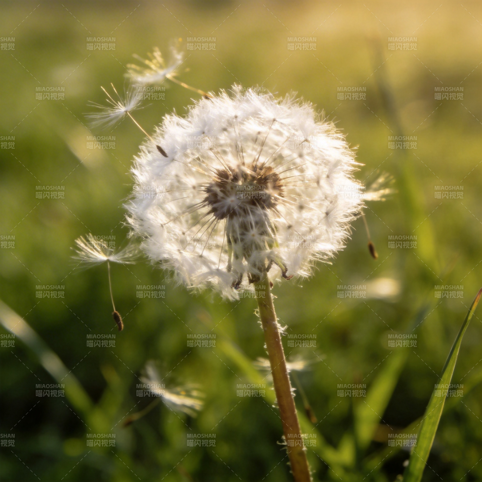 蒲公英随风飘散图片