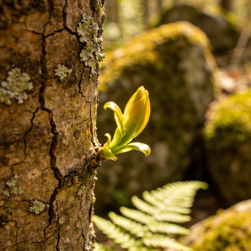 新芽破壳 春意盎然图片