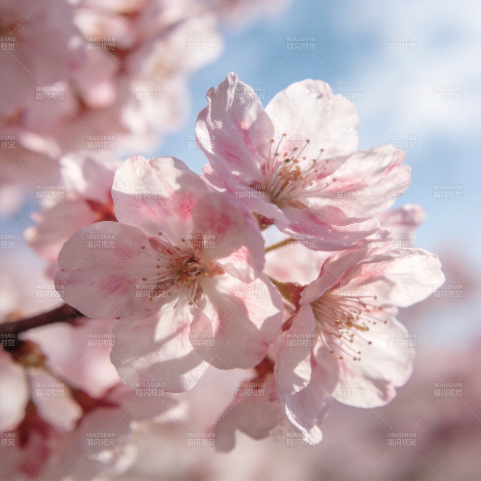 樱花绽放春意浓图片