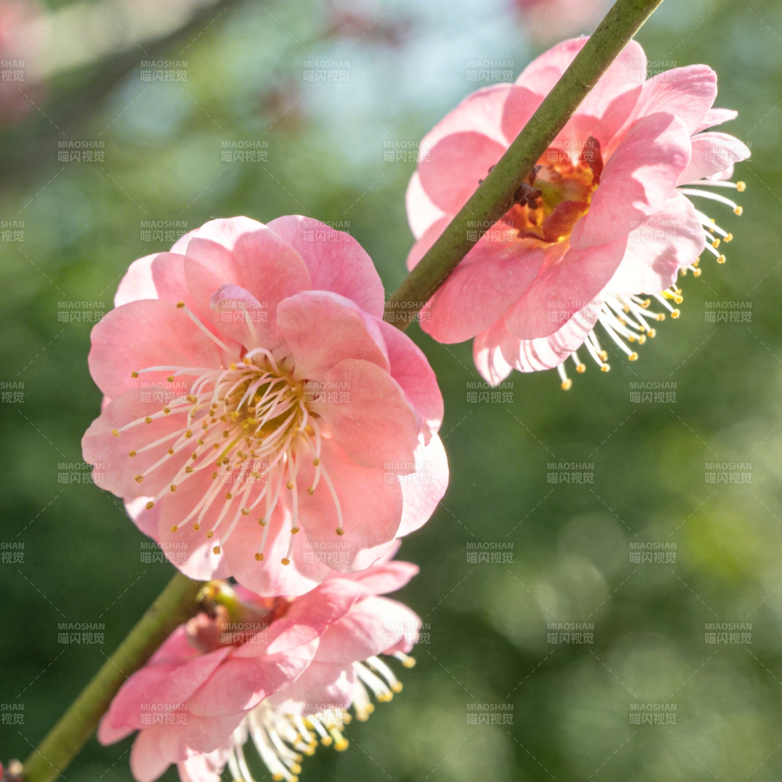 粉梅绽放枝头图片