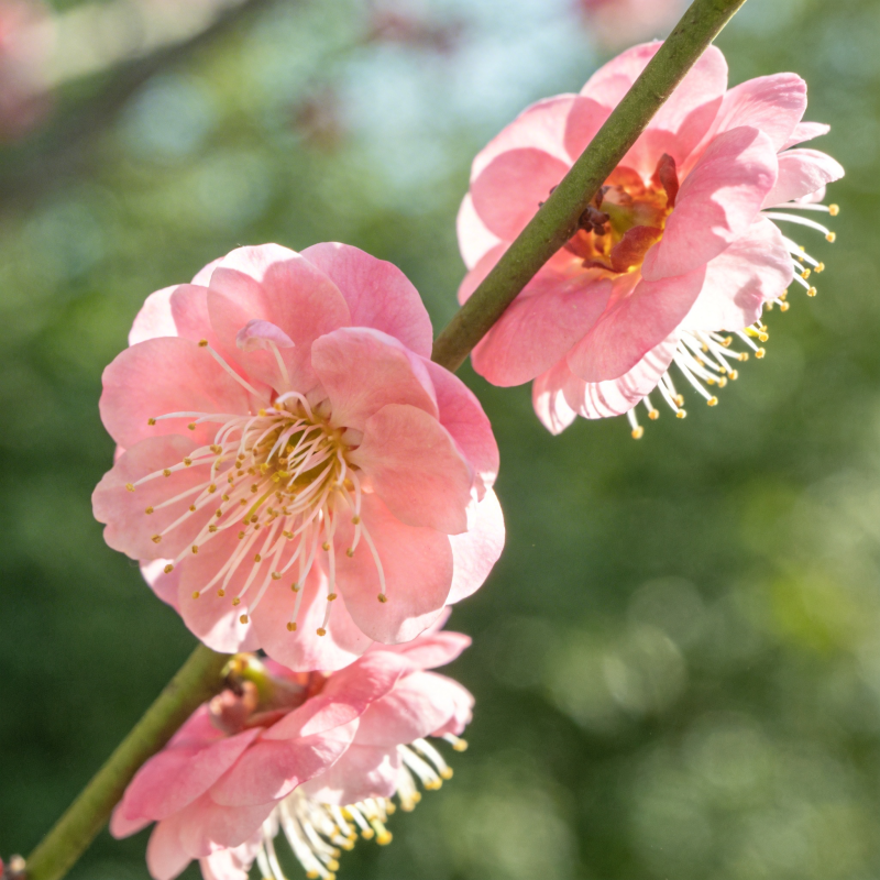 粉梅绽放枝头图片