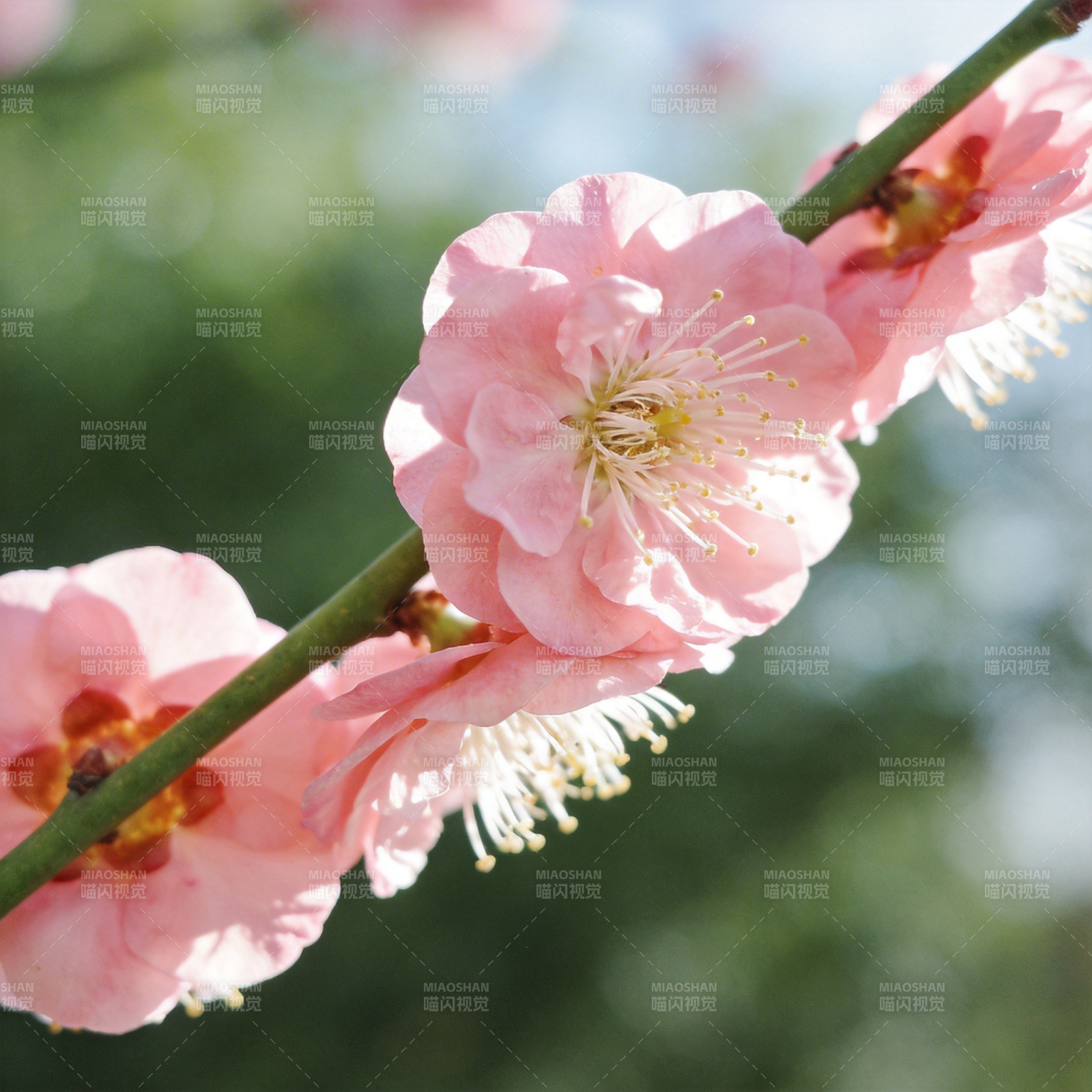 粉梅绽放春意浓图片