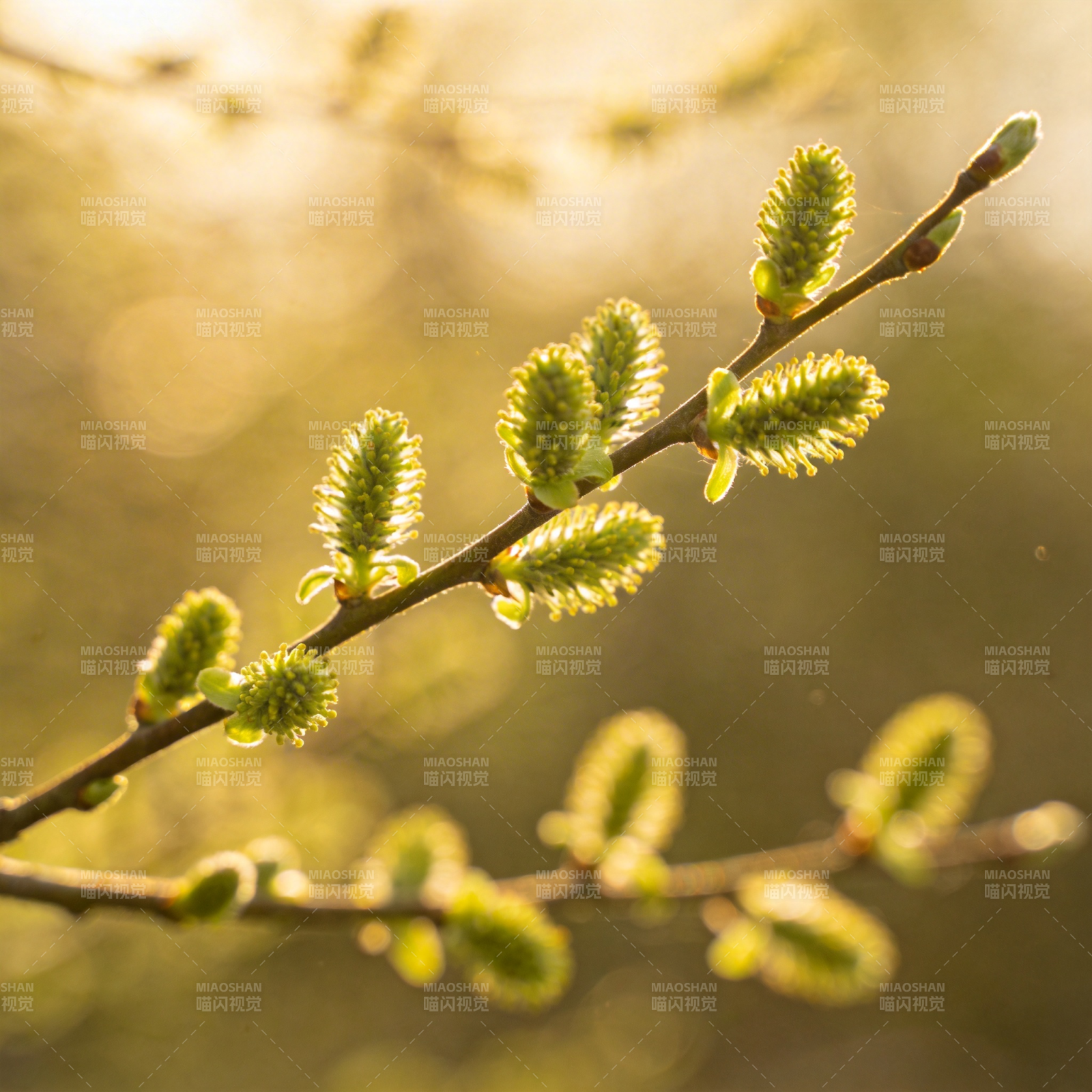 春日嫩芽初绽图片