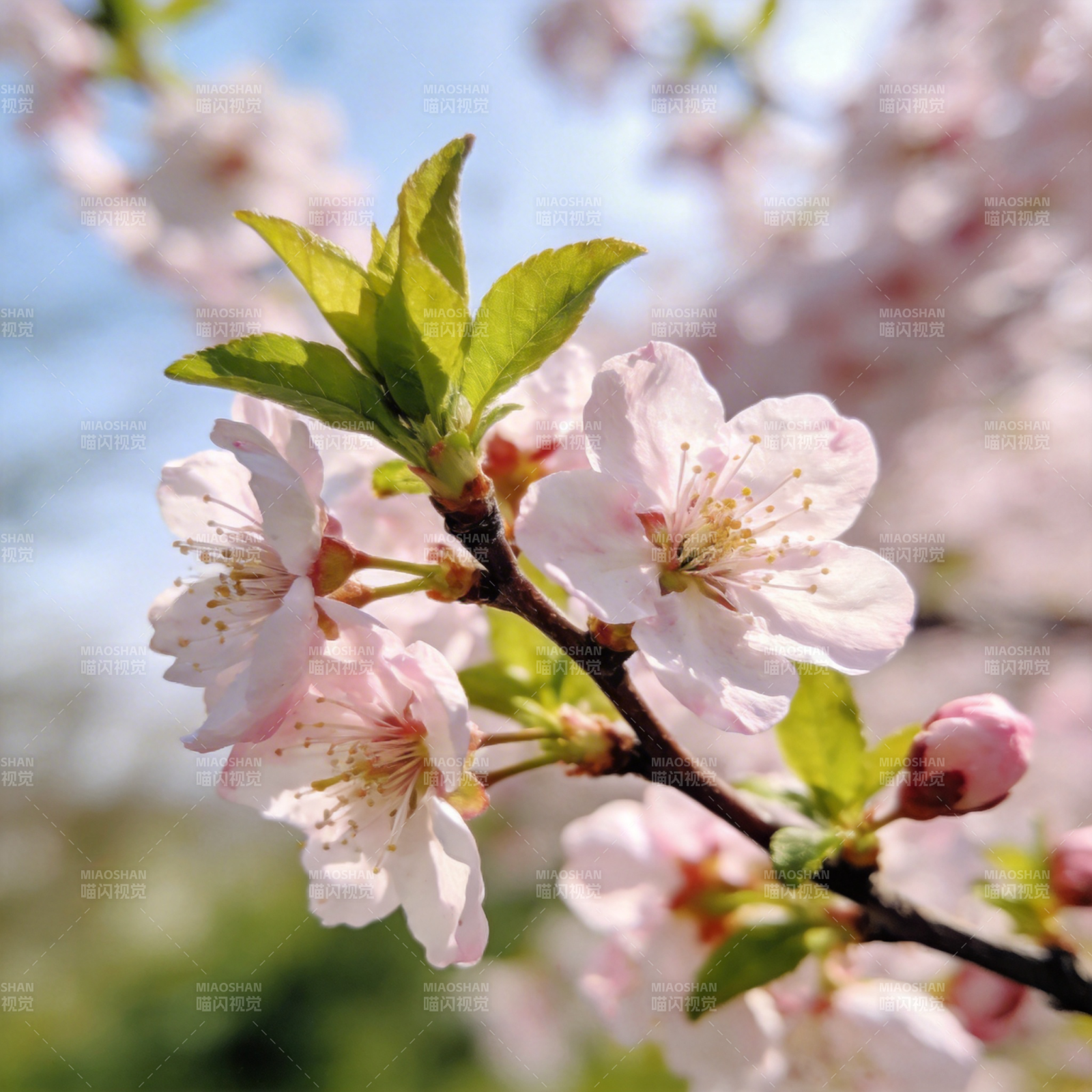 樱花绽放春意浓图片