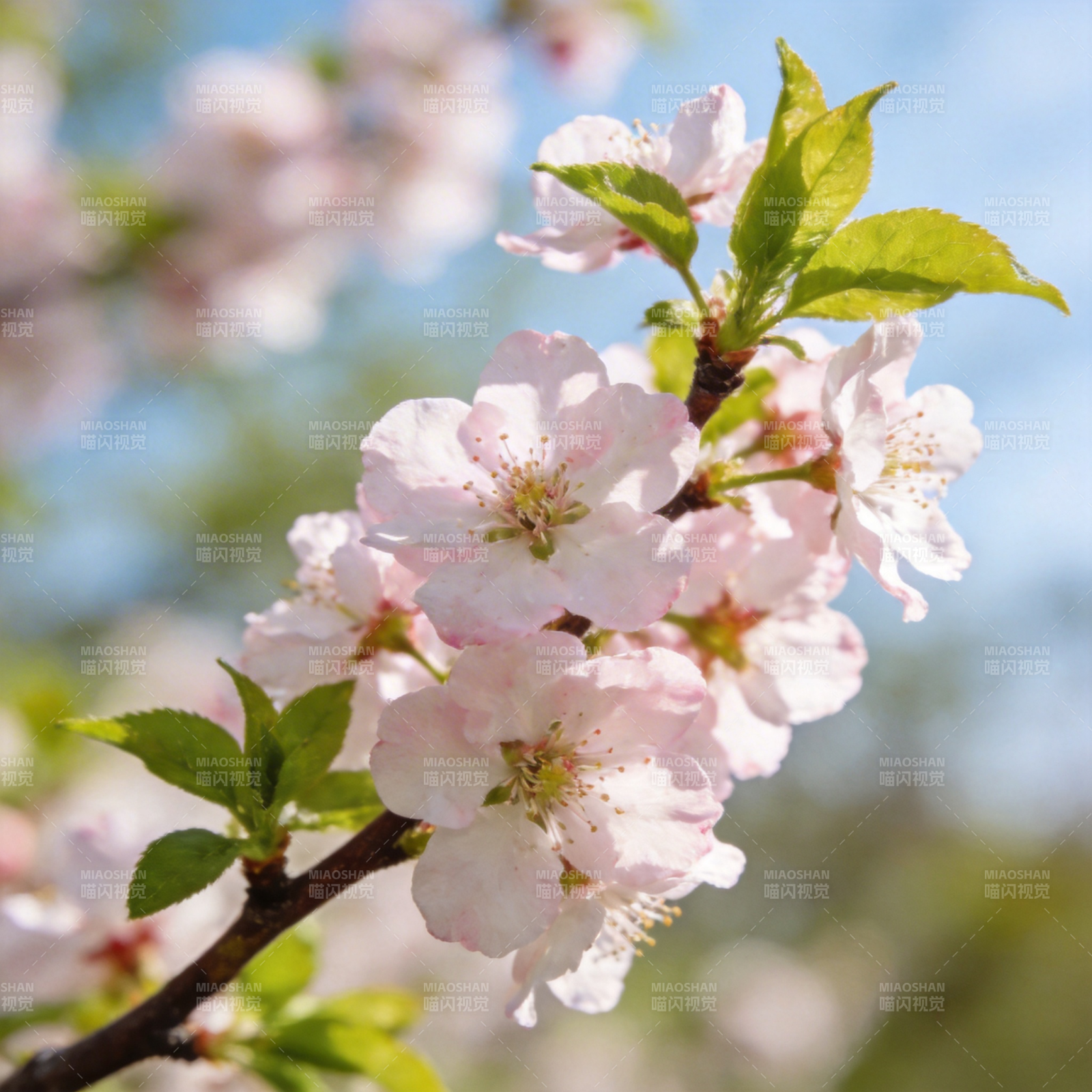 樱花绽放春意浓图片