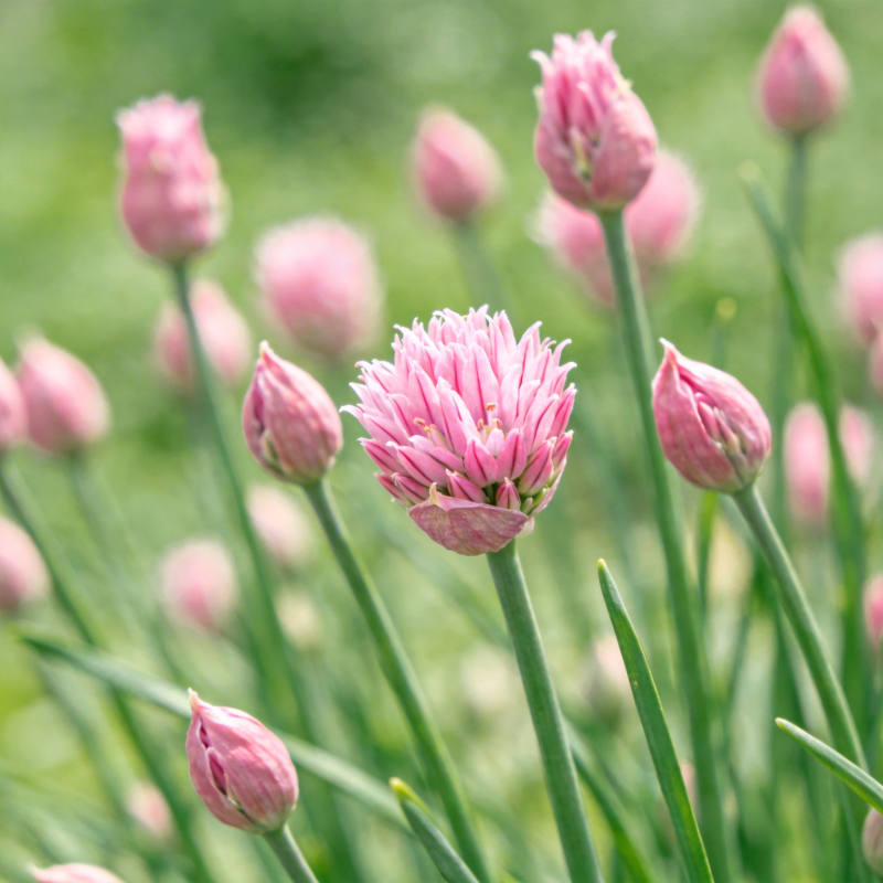 粉红葱花绽放图片