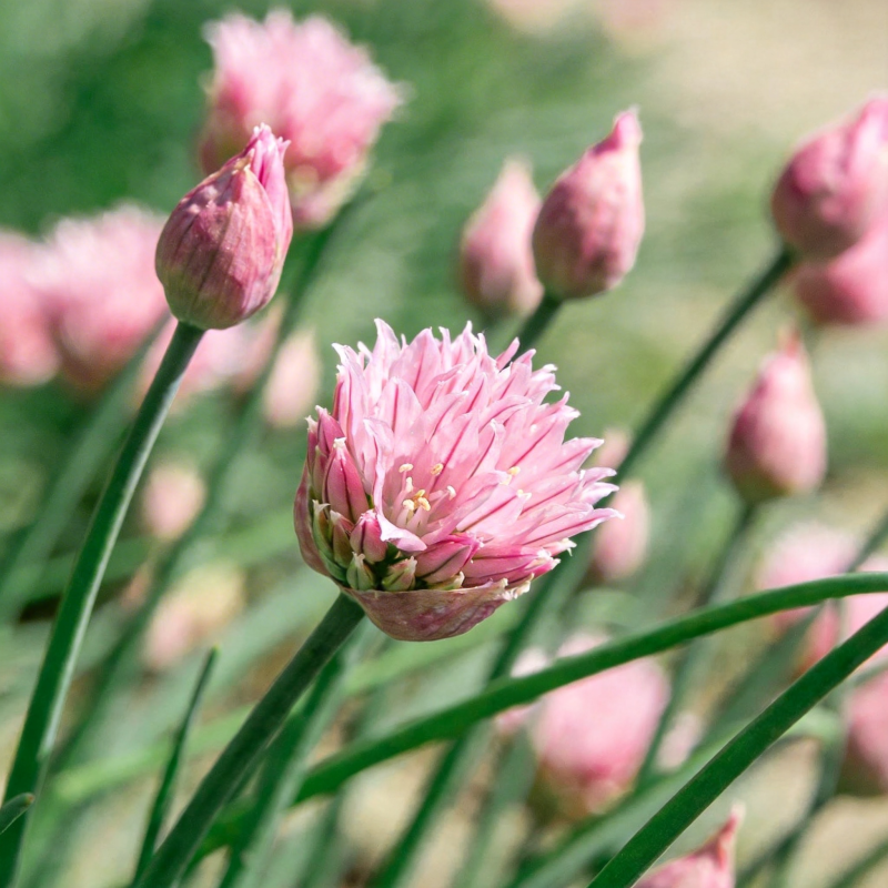 粉红葱花绽放图片