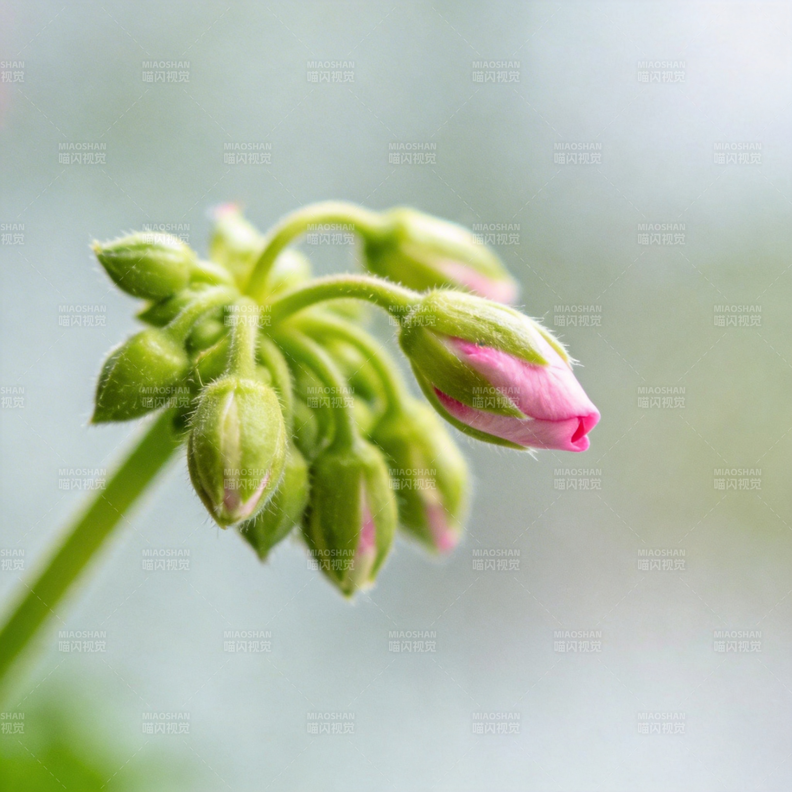粉花含苞待放图片