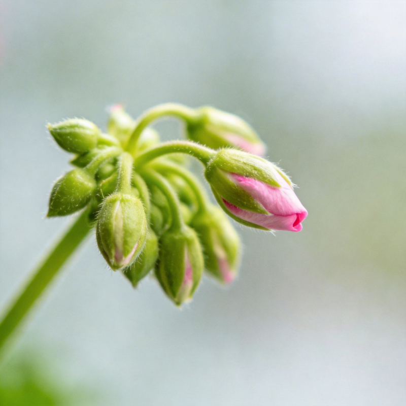 粉花含苞待放图片