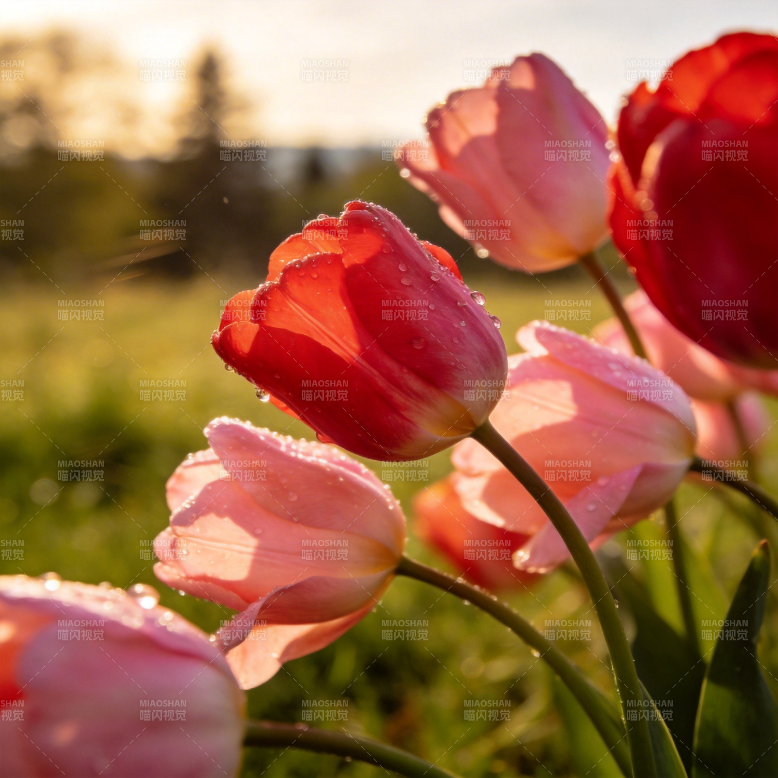 晨露中的郁金香图片