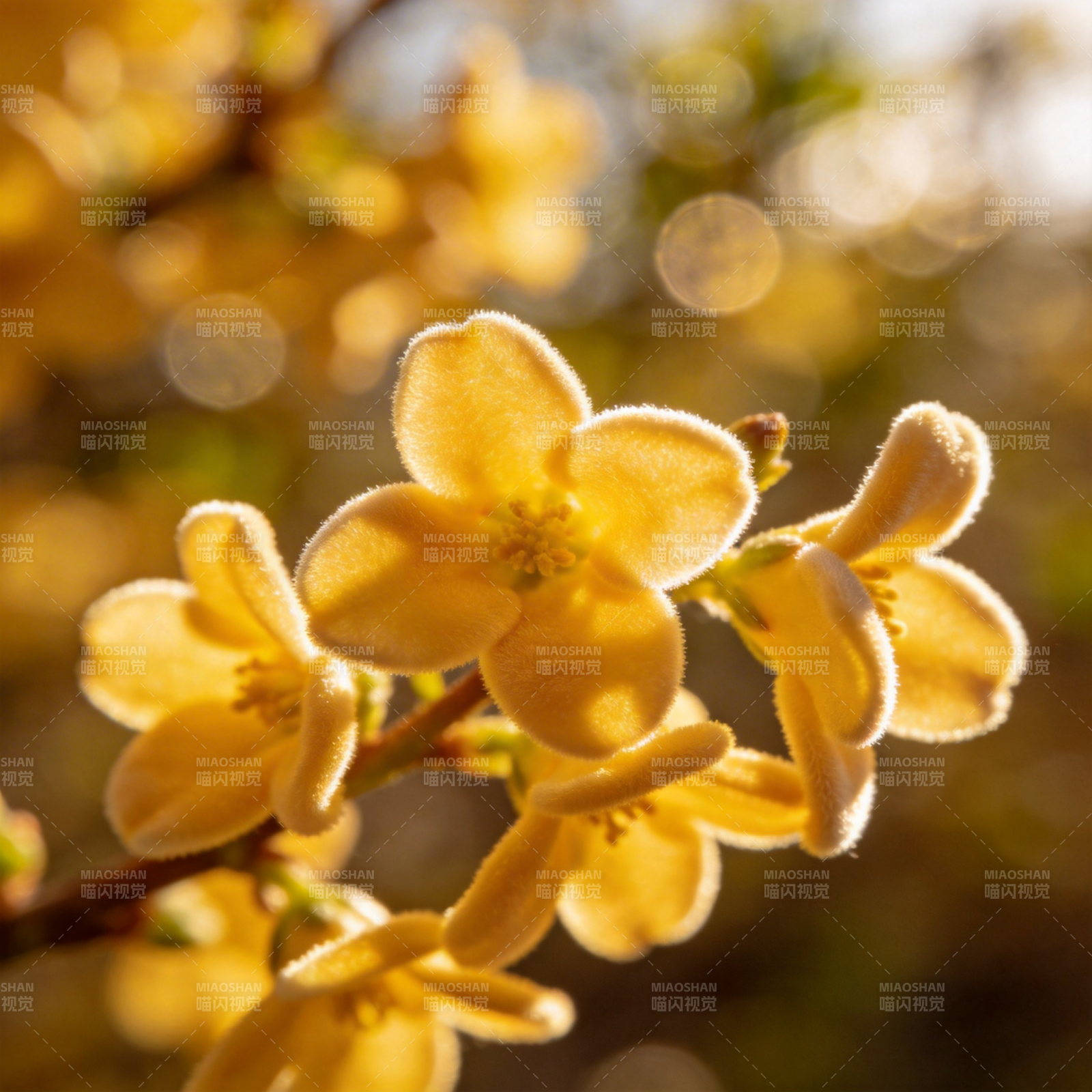 金花绽放春意浓图片