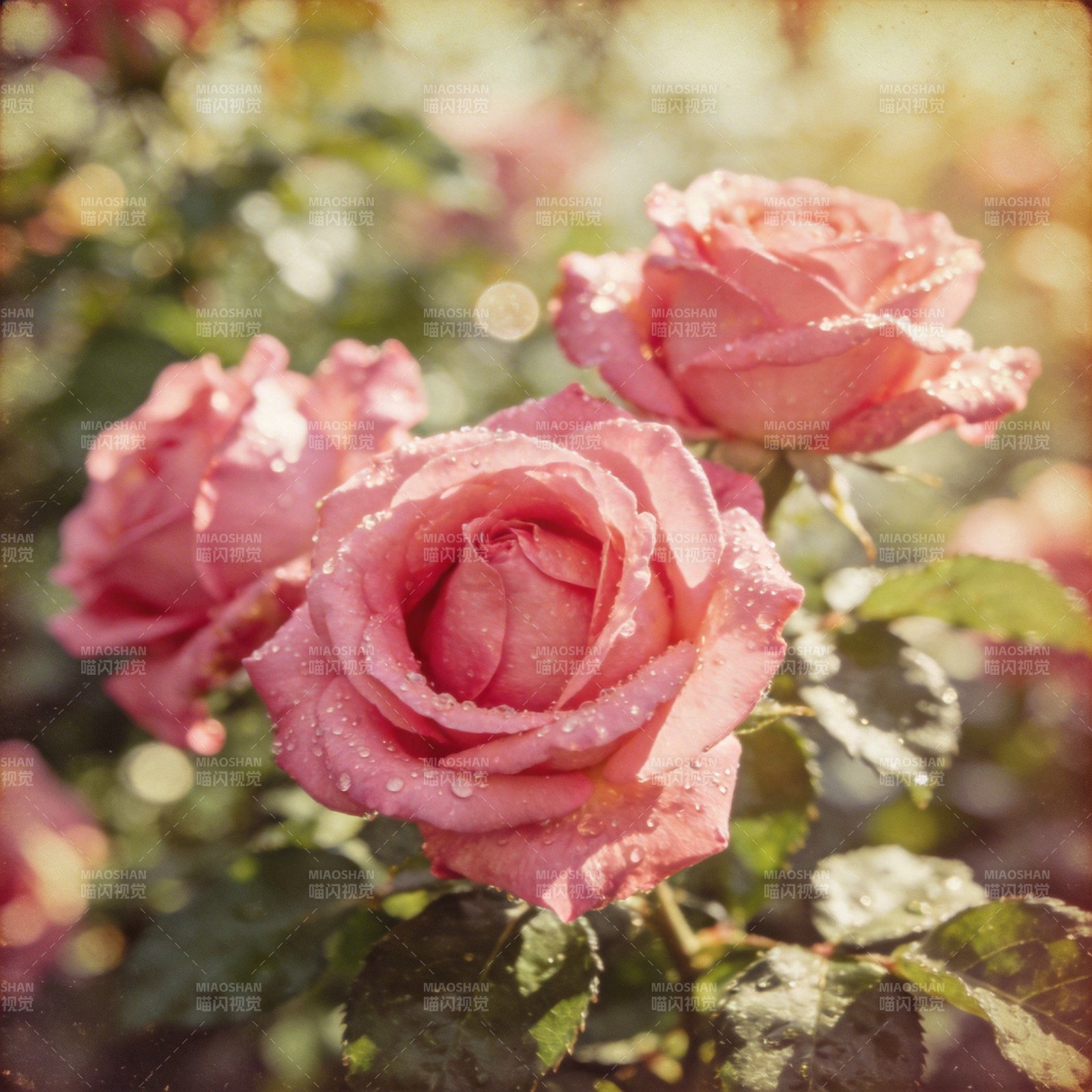露珠玫瑰绽放图片