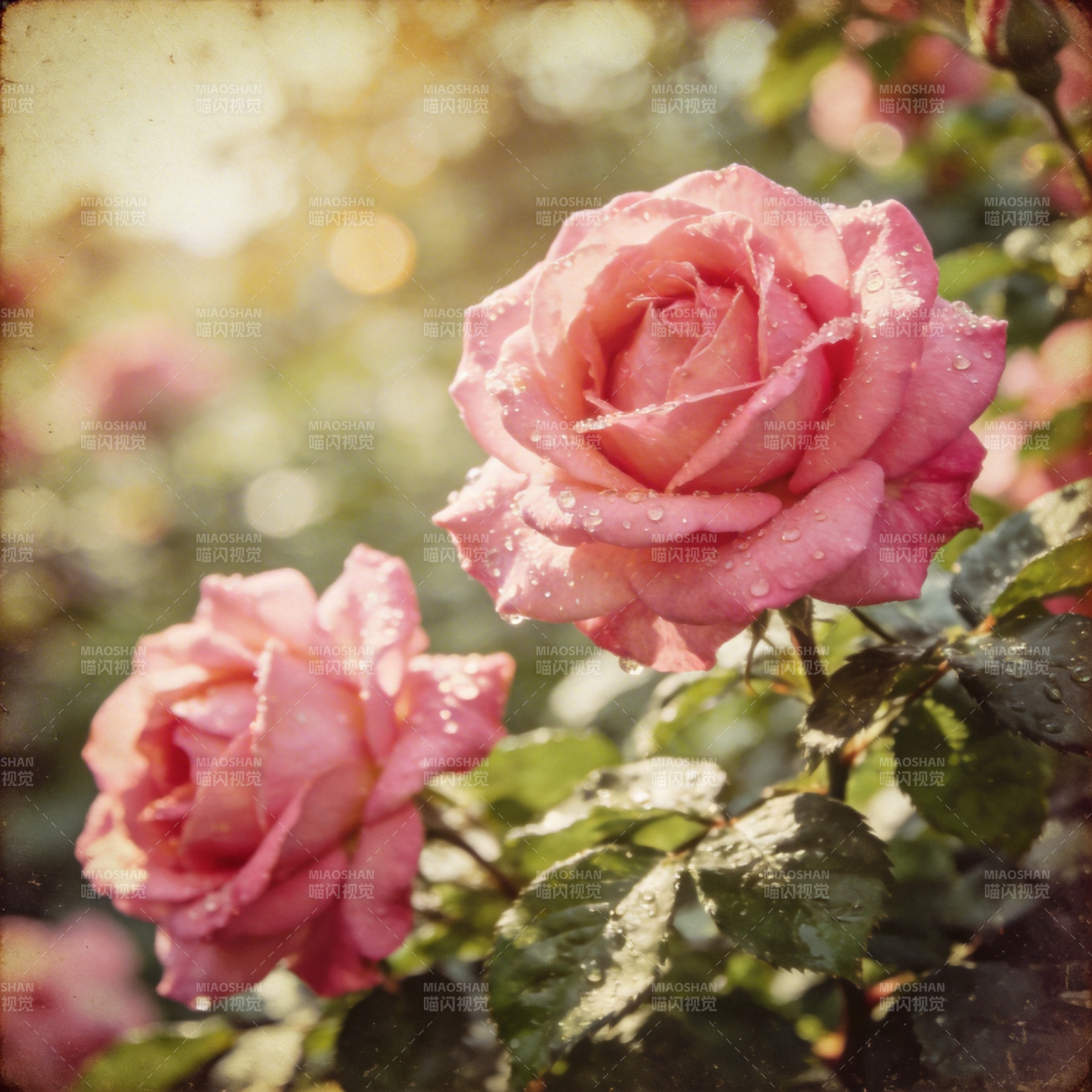 粉玫瑰露珠绽放图片