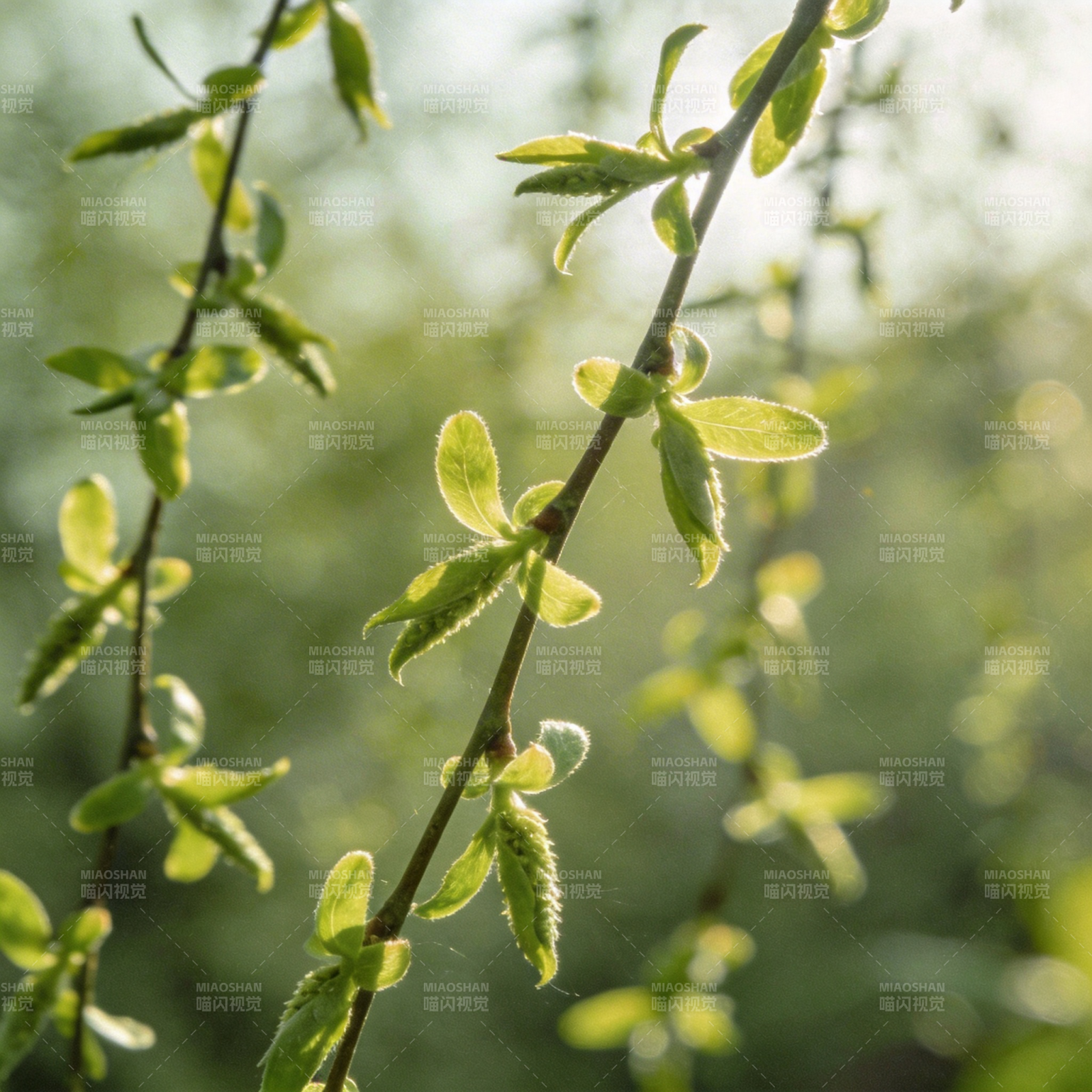 嫩芽初绽春意浓图片