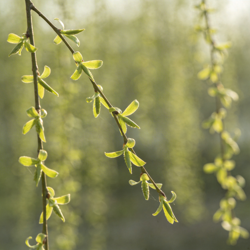嫩芽初绽春意浓图片